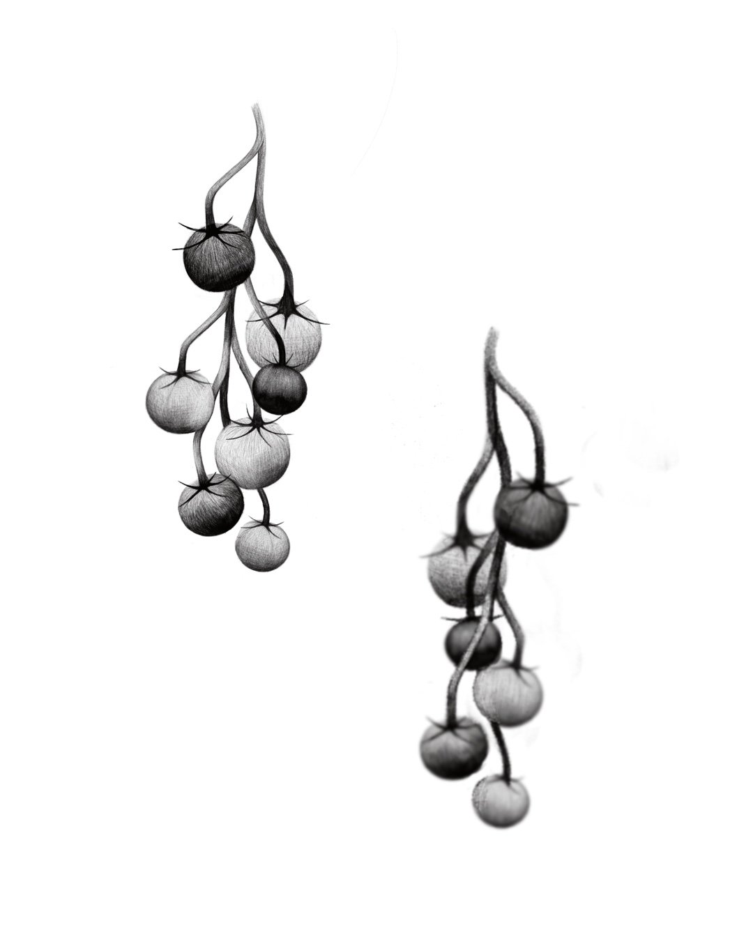 tomatoes 
  6-7in min 
  repeatable 2x
  open so smaller variations 