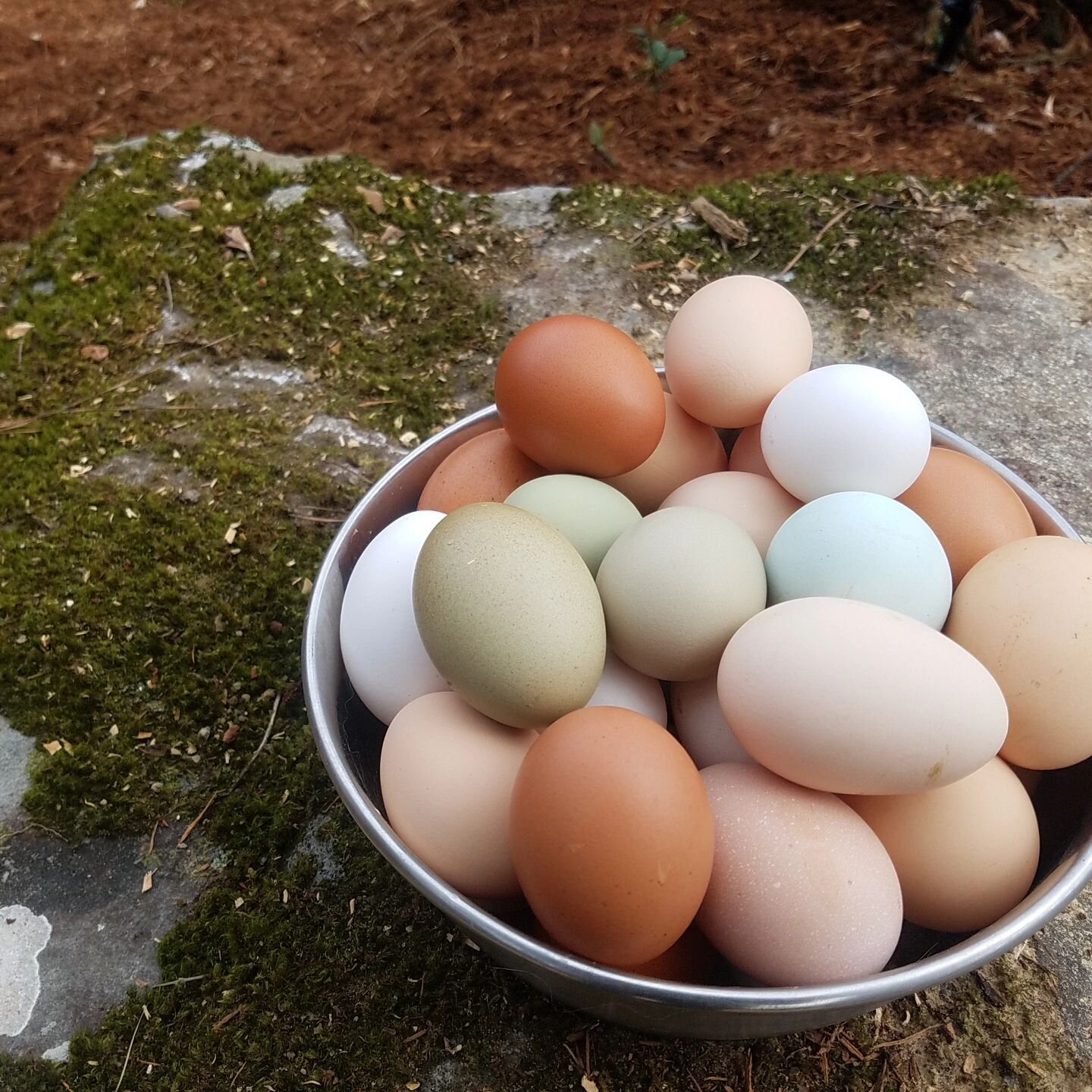 ❔🥚Did you know that having a colorful &amp; diverse egg basket is a thing among chicken owners? One of the great joys I have in curating our flock of chickens is picking chickens based on the color of egg they will lay. Green, blue, dark brown, crea