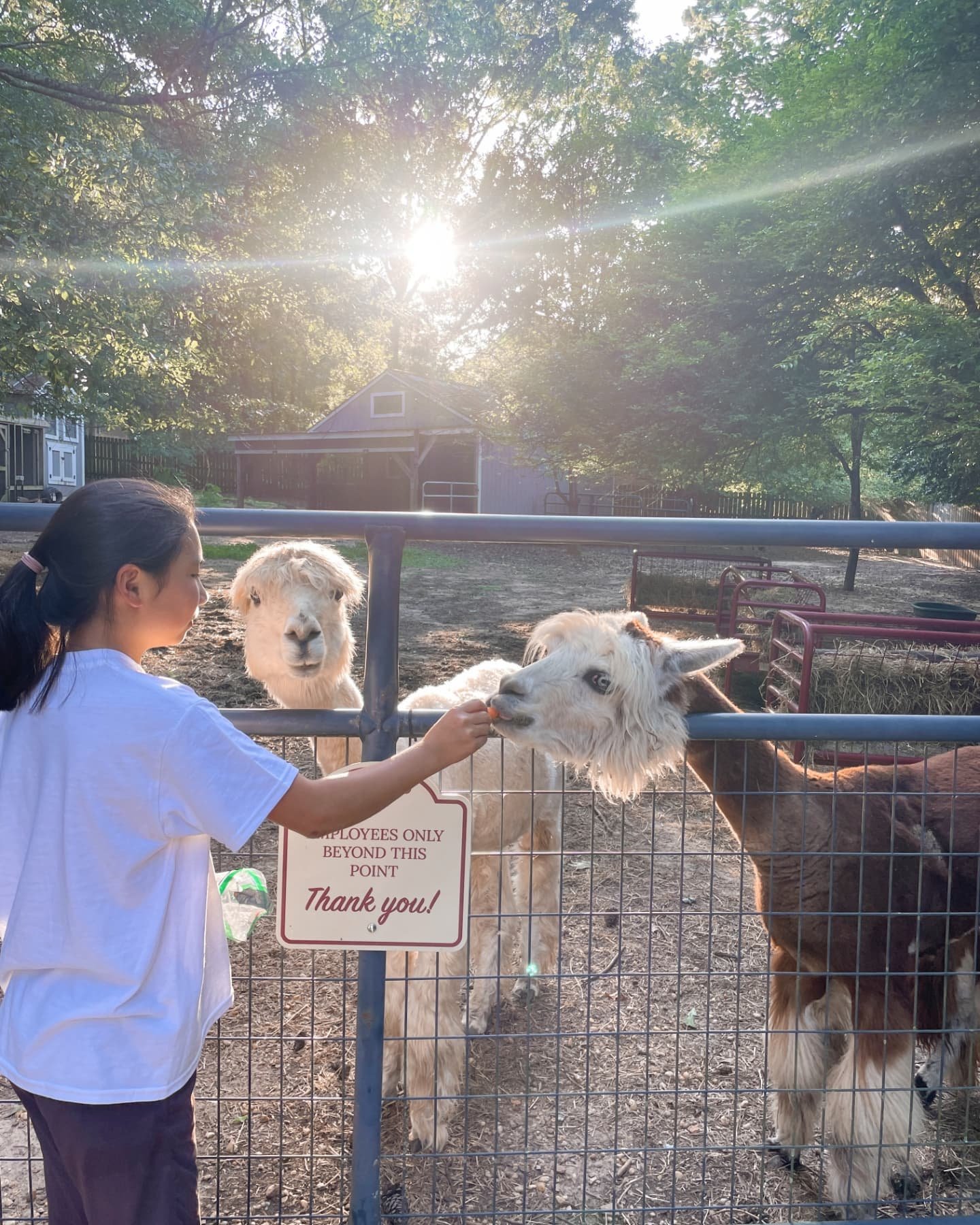 Alpacas just 20 steps away and an adorable cottage surrounded by gardens in bloom? Everybody wants this! 🌿🌼🦙

Comment &quot;Direct&quot; and I'll send you the link so you can save 70% on guest fees, far less than that other booking platform! 😉

#