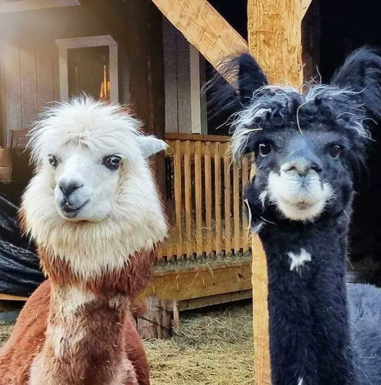 📸 Random Alpaca Photo Dump: 20 pictures of the Alpacas from over the years. I sure do love sharing this life with these sweet babies! 💛

#YourAlpacaCottage
#AlpacaSanctuary
#BookNow
#AlpacasInclusionActivism
⁣

#localadventures #Staycation #Alpacal