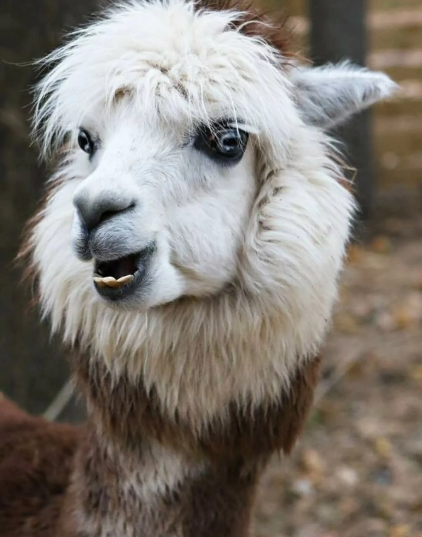 Living breathing joy ~ that sums up the rescue and adopted herd at Your Alpaca Cottage! ✨💛✨

📸 @kellythompsonphotography 

#YourAlpacaCottage
#AlpacaSanctuary
#BookNow
#AlpacasInclusionActivism
⁣

#localadventures #Staycation #Alpacalove #lgbtqfrie