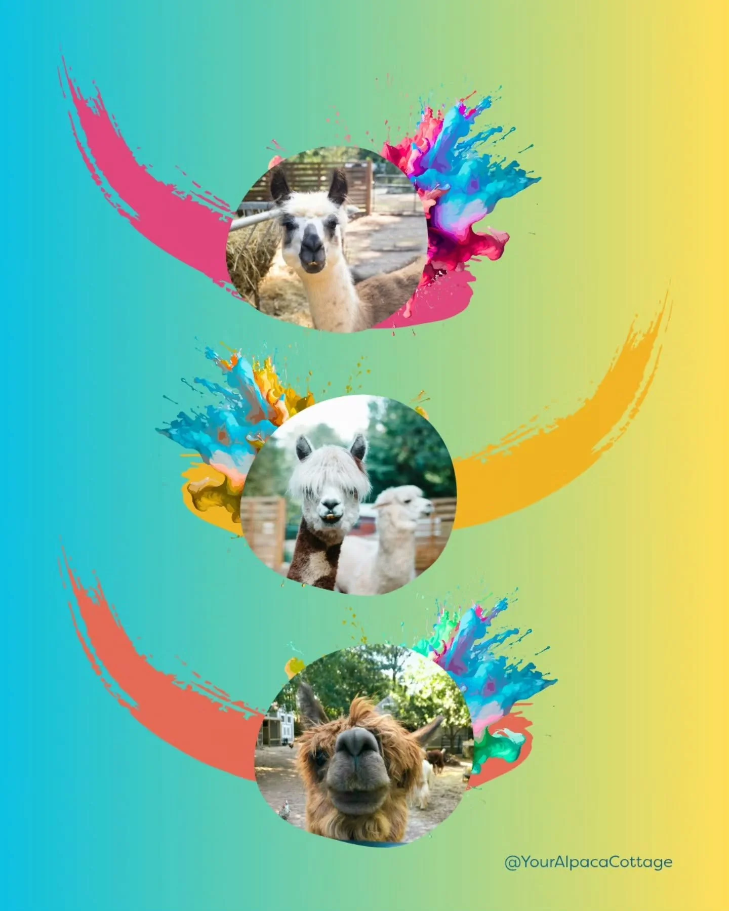 Shiny, happy rescue and adopted Alpacas! Our herd is safe, secure and well cared for on our urban Alpaca sanctuary just outside ✨💛✨

Even better? YOU can stay in the cottage 20 short steps away from the Alpaca field and also enjoy the gardens and va