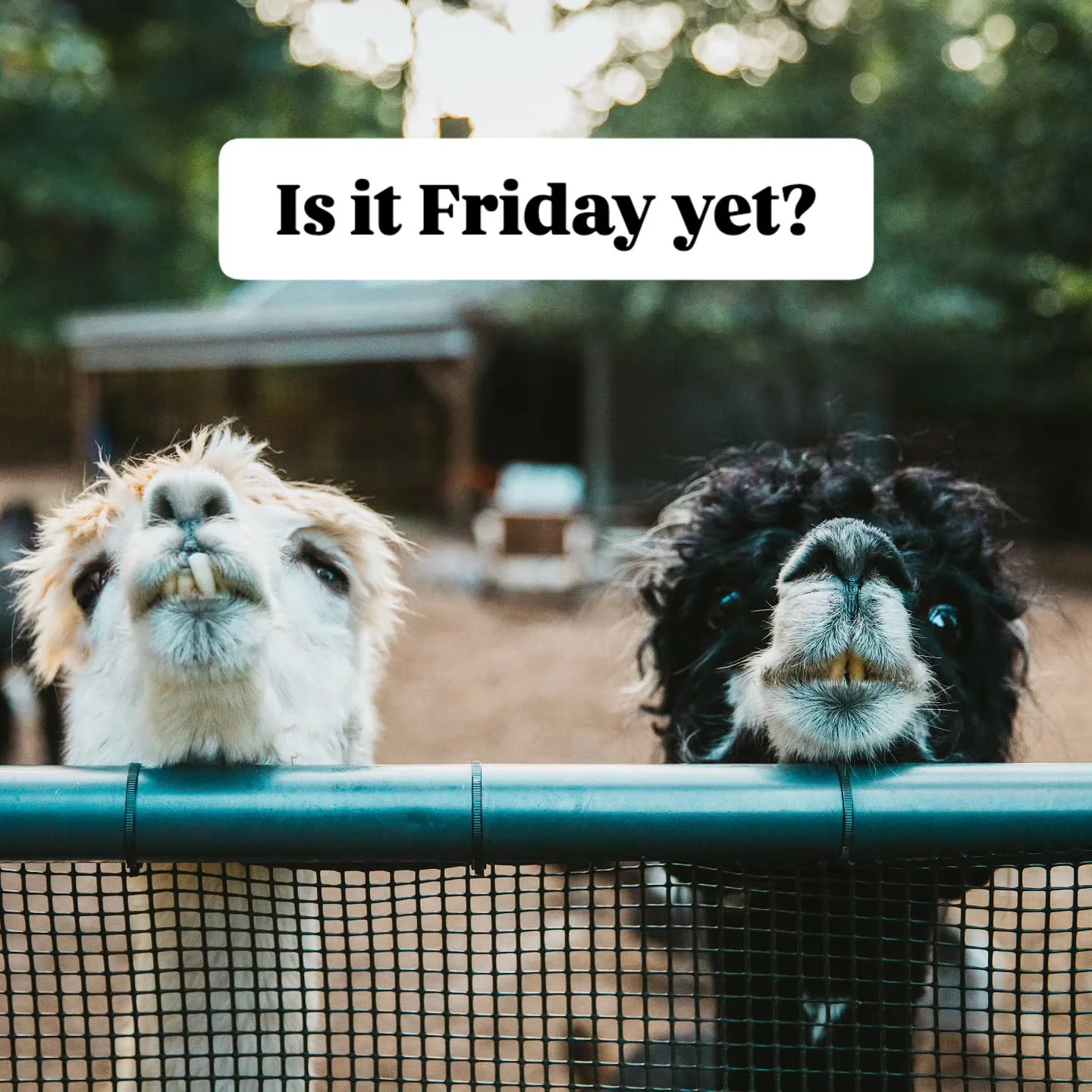 Almost there y'all!  Hang in there and make your plans for joining the No Kings rally this Saturday by finding one near you at NoKings.org 😎

#YourAlpacaCottage #NoKings
#AlpacaSanctuary
#BookNow
#AlpacasInclusionActivism
⁣

#localadventures #Stayca
