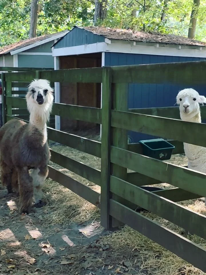Bocci and Encore are doing great!!! The next step of bringing them into the herd will be bringing them out of their current enclosure for a bit and seeing how the dynamic goes with the rest of the herd. Given how chill they are, I'm sure it's going t