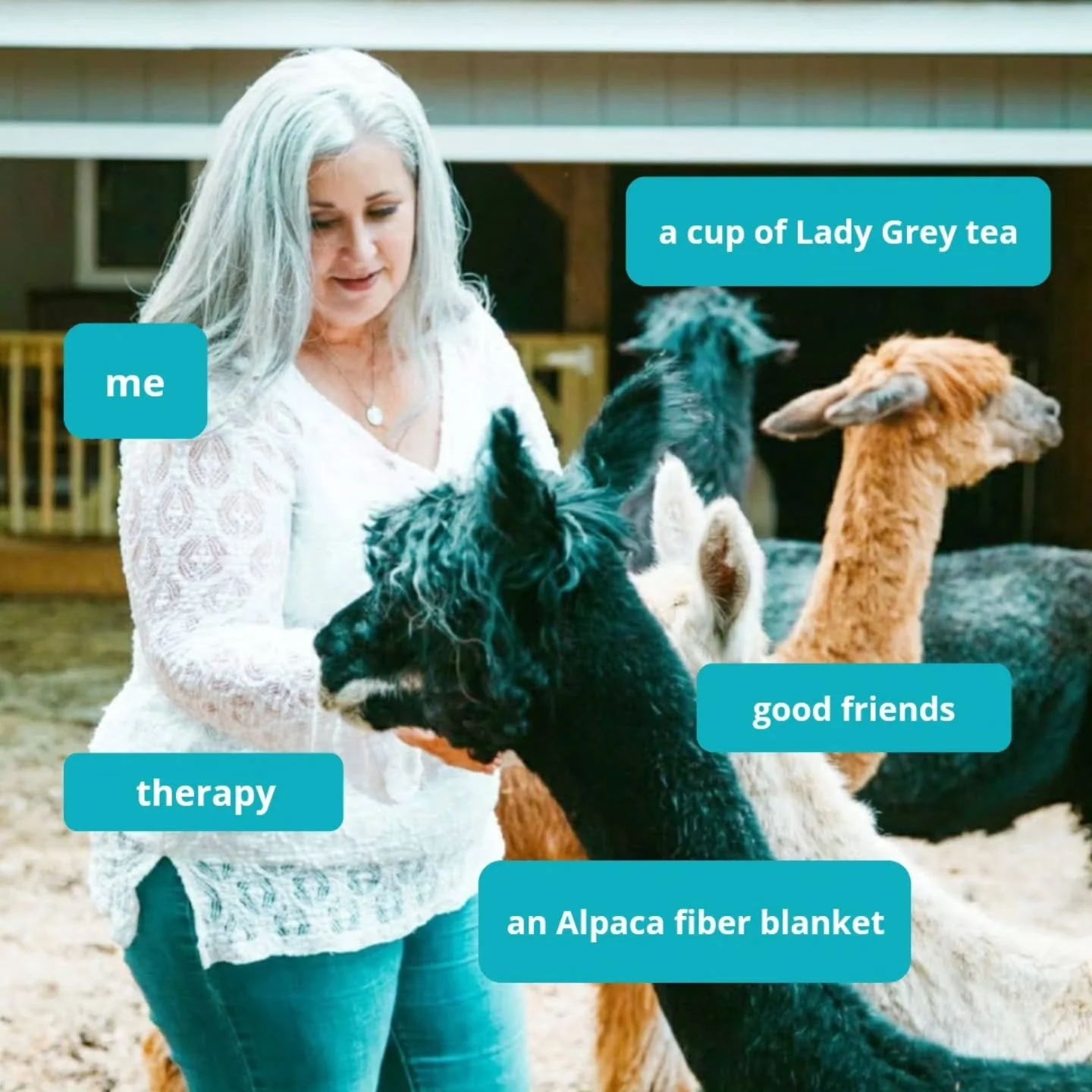 There's A LOT of new faces here, so it's INTRODUCTION TIME! I'm Marykay, founder &amp; owner of Your Alpaca Cottage, an Airbnb on an urban Alpaca sanctuary just outside Atlanta. 🙋&zwj;♀️ 

💛 The rescue and adopted Alpacas at Your Alpaca Cottage hav