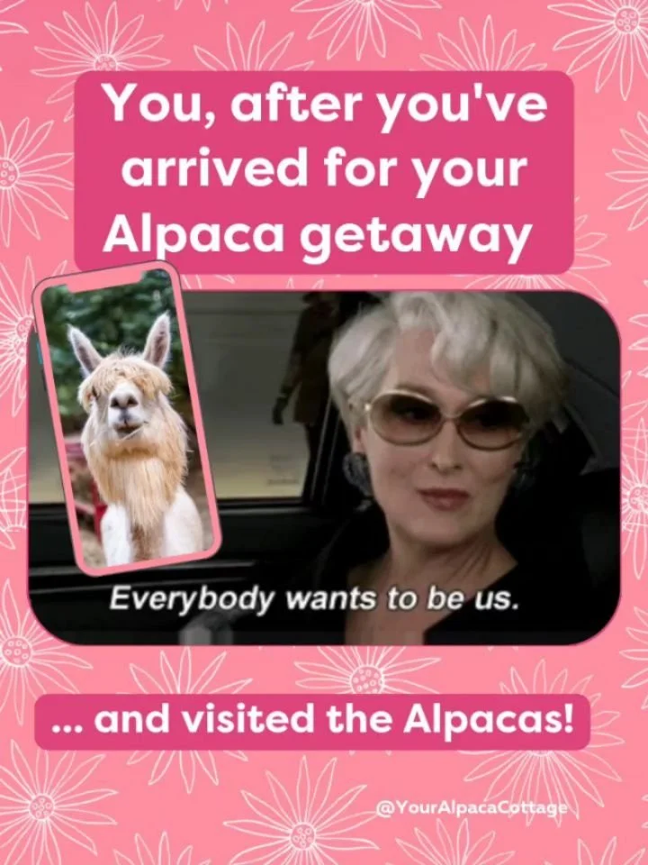 I often get asked if we host guests year-round? You BET we do! 👇🏼

The Alpacas are always happy to greet you, the cottage is colorful and cozy, and I've even added warm, cuddly Alpaca fiber blankets to the many cottage amenities &amp; extras for yo