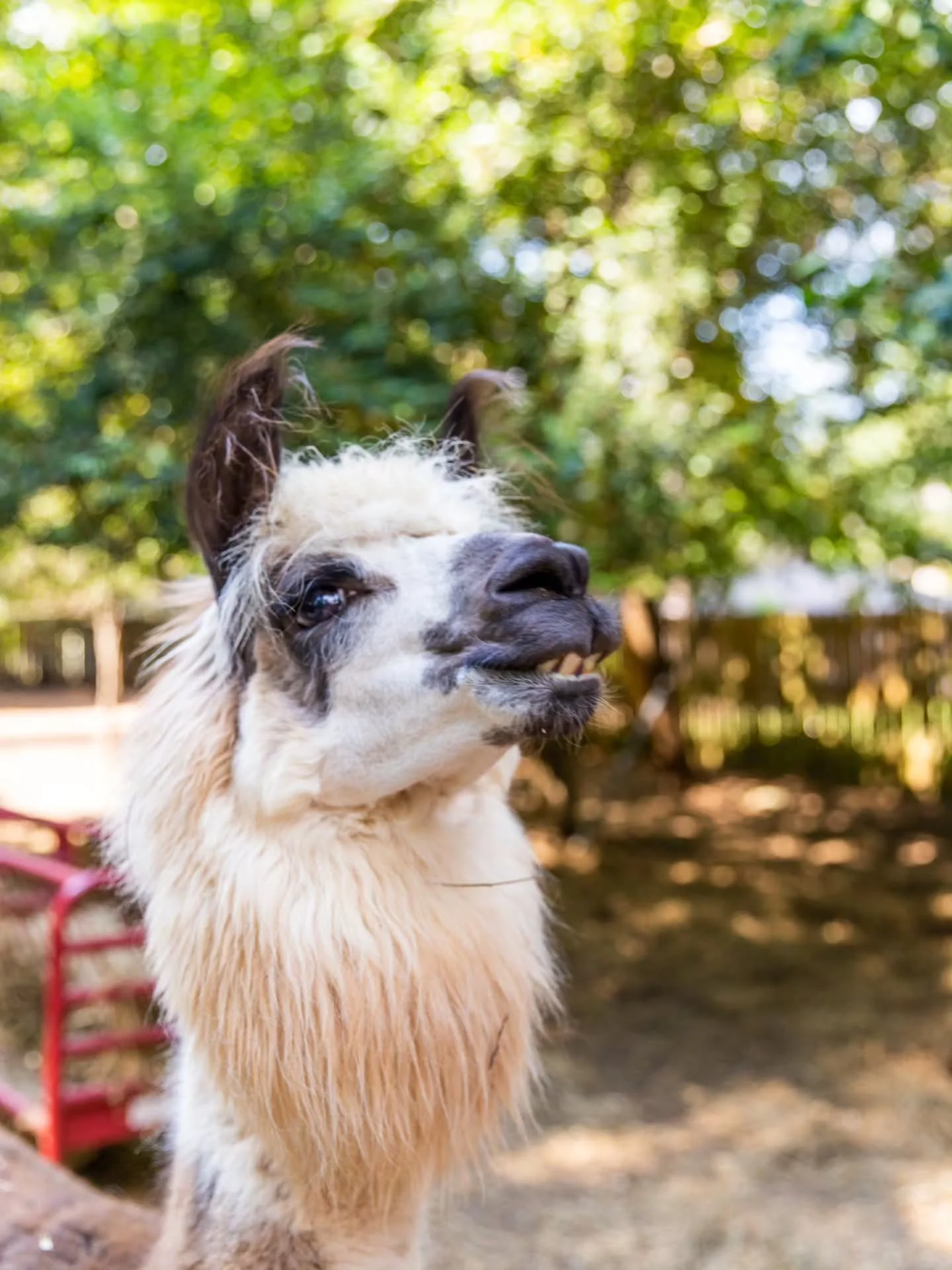 The rescue and adopted Alpacas at Your Alpaca Cottage are gentle, curious, silly, peaceful, and everything in between!

The bonus of having your getaway at Your Alpaca Cottage? These gentle, curious, silly, peaceful Alpacas are just 20 steps from the