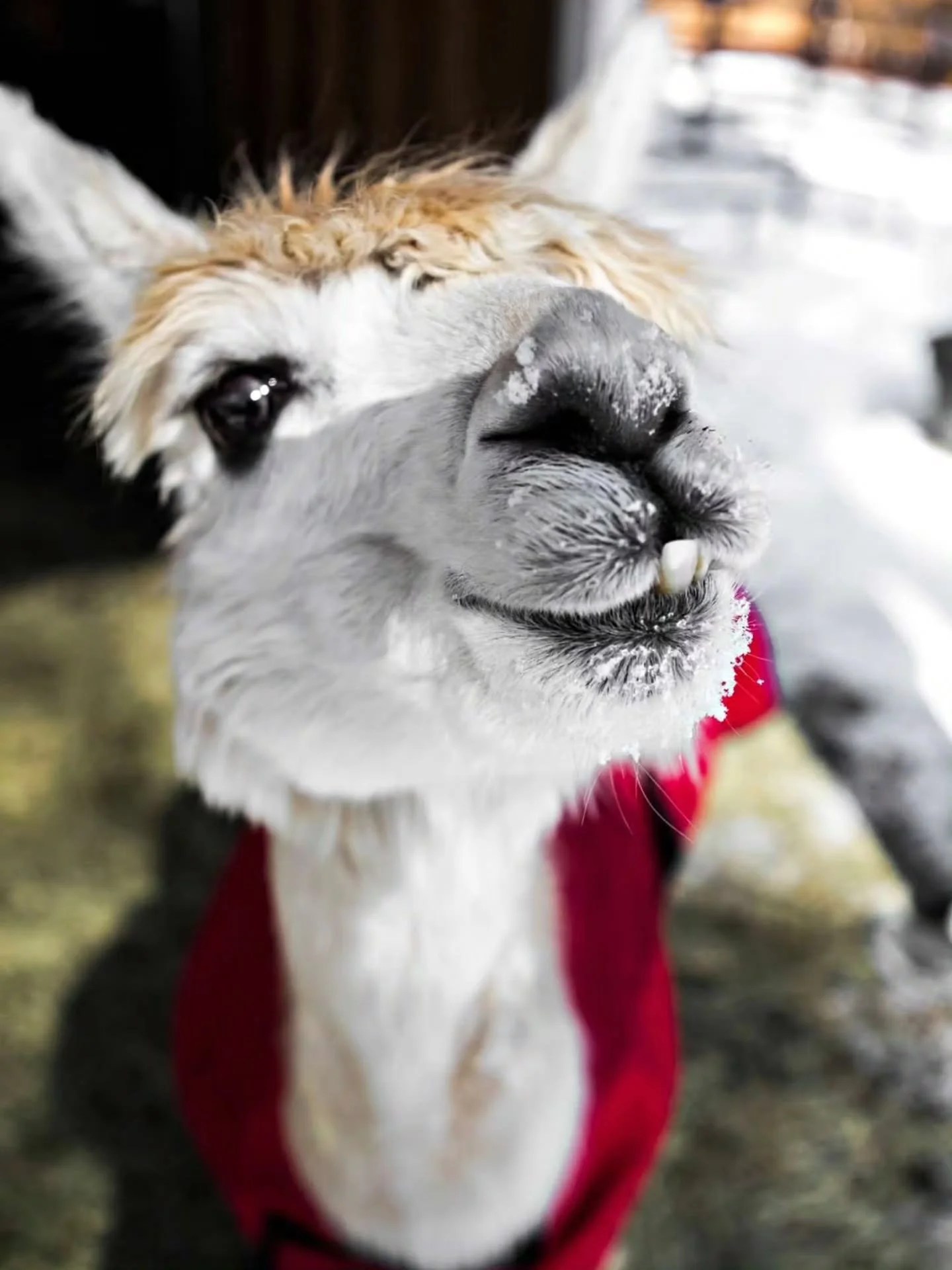 All year round, the rescue and adopted Alpacas at Your Alpaca Cottage are always glad to see our guests arrive! Book your own Alpaca Getaway at the Link in our Bio or comment "Getaway" and I'll send you the details ☺️✨🦙

#YourAlpacaCottage