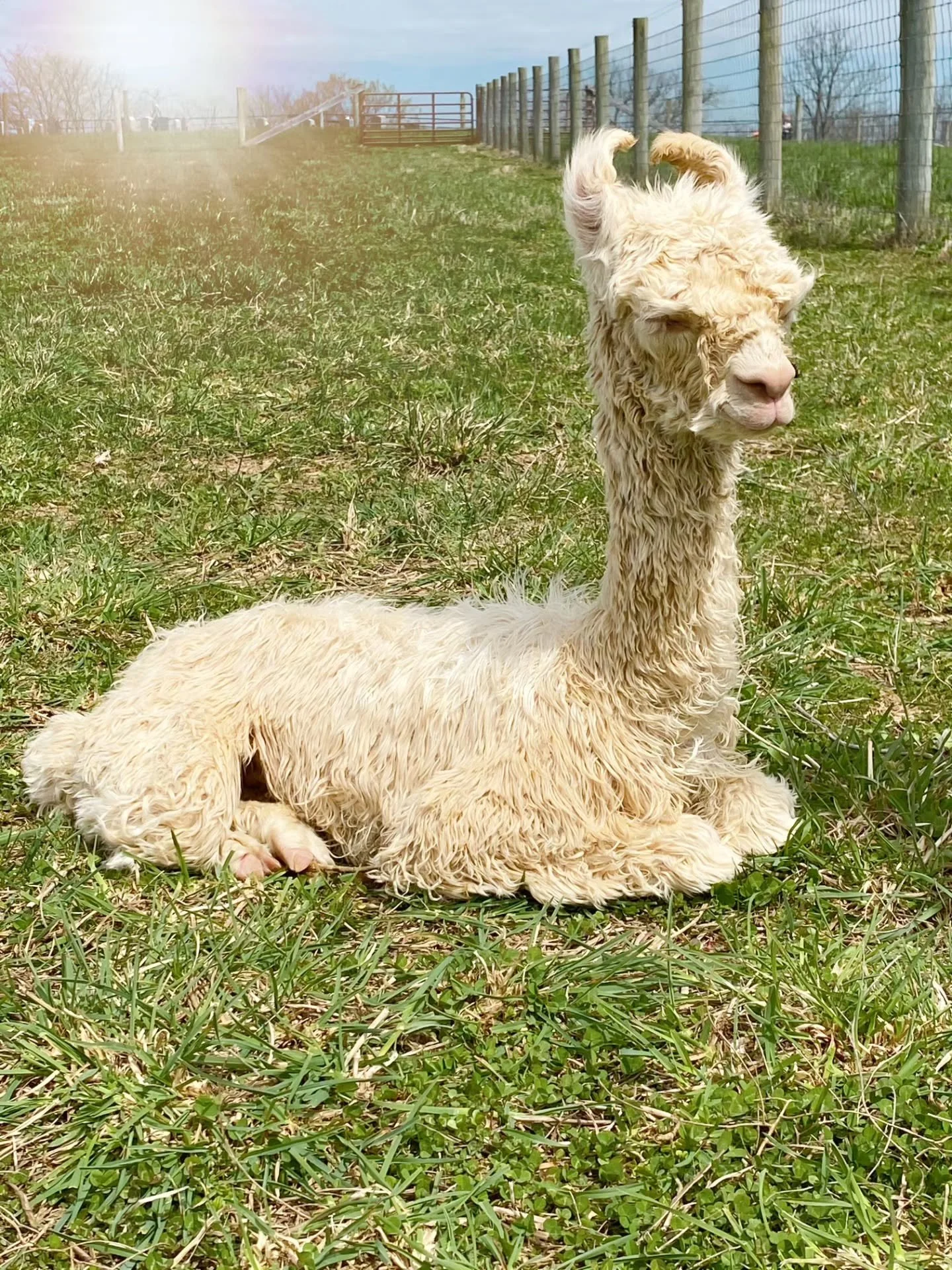 A Throwback post to baby Bocci &amp; Encore from their childhood at their first home in Kentucky. ✨💛✨

ICYMI - the herd is all one now and it went so well! Our newest sweet herd members, Bocci and Encore, are now comingled with Bingley, Loverboy, Da