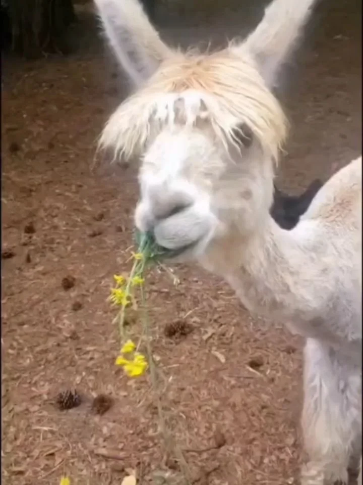 Welp, the idiot occupying the Oval decided to illegally bomb Venezuela and kidnap their president and his wife in the early morning hours. 👇🏼

No matter how you look at it, it's a stressful time. In the short term there's not a lot the average citi