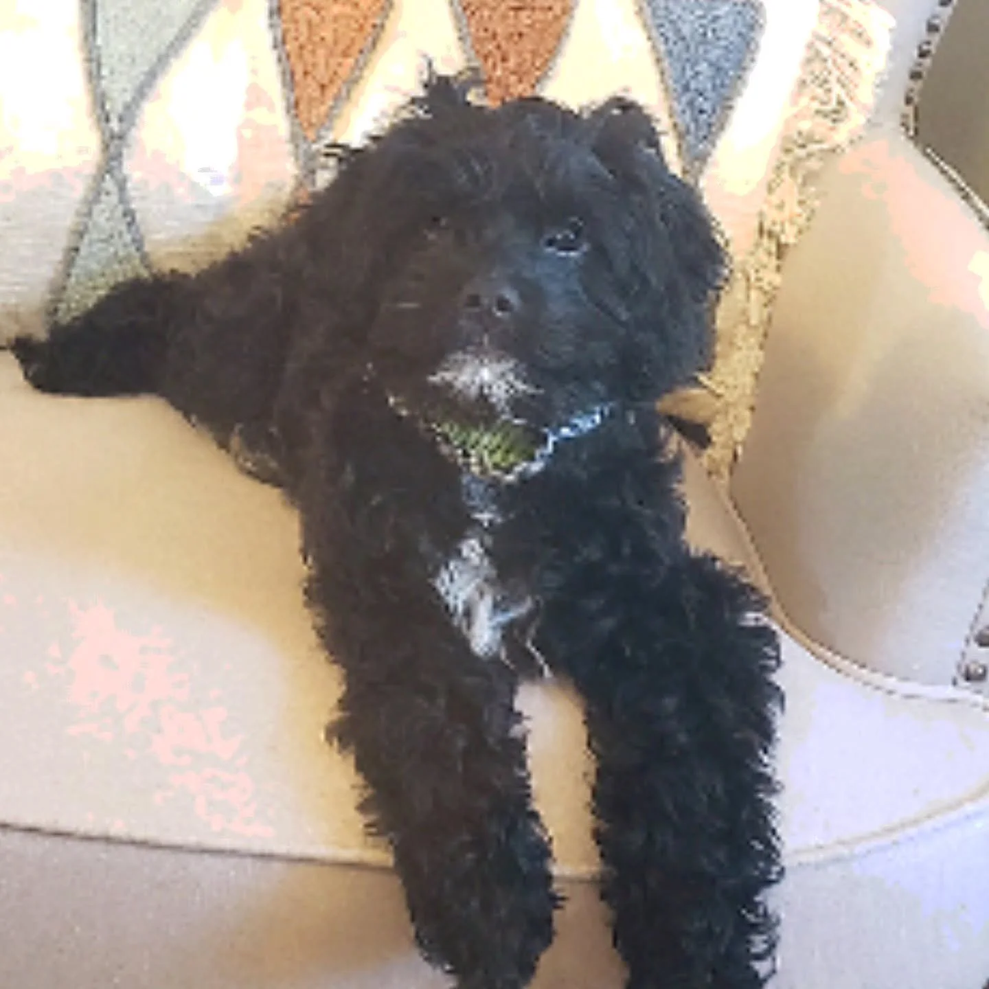 Meet Dexter ~ he's been my constant companion for 4 years now, but almost never appears on our social media page.  So today's the day. 

He's still got a lot of puppy energy in him, but he's one of the smartest pups we've ever had. Energetic though h