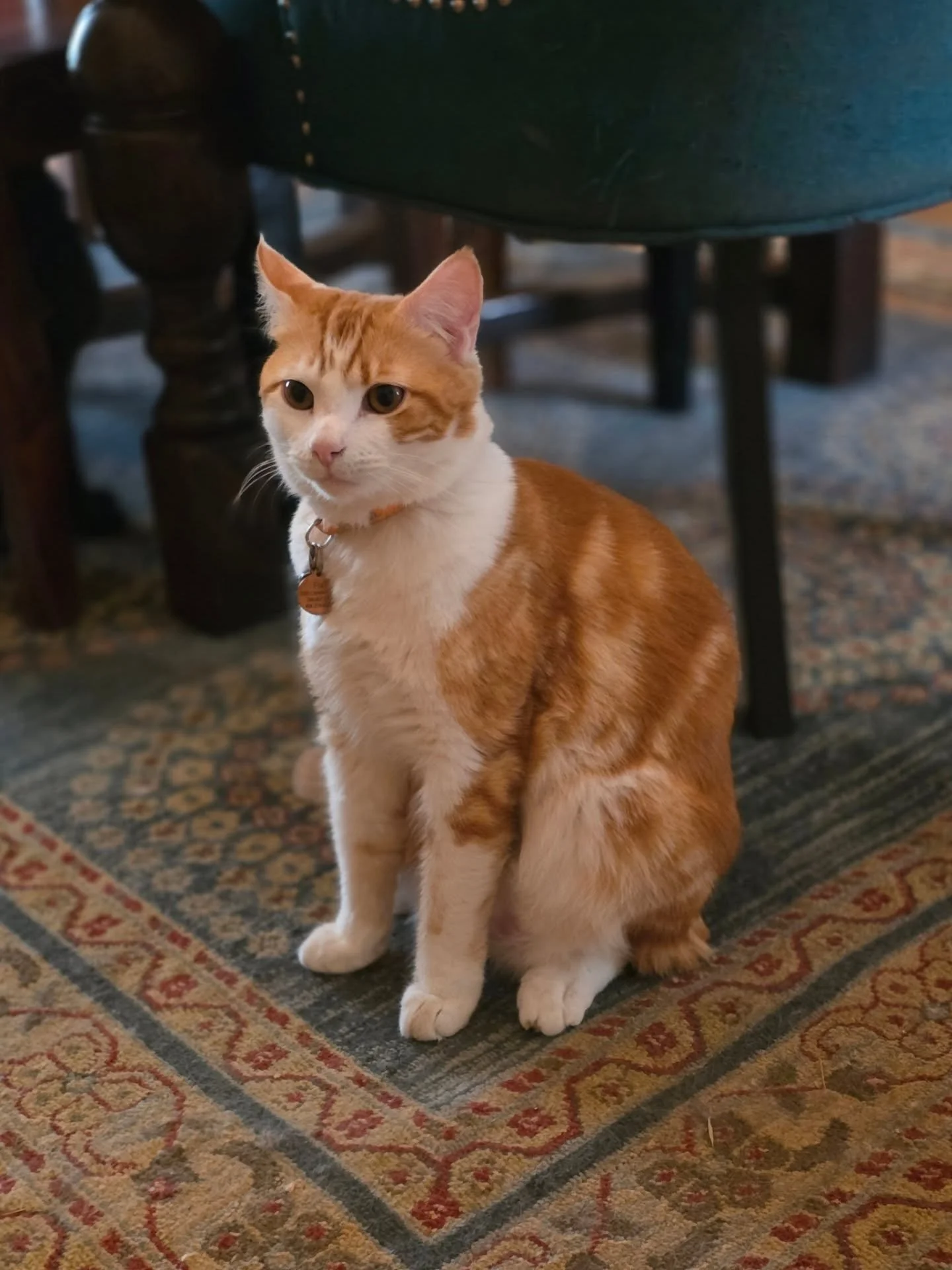 Hoka and Fila photo dump ~ these two cuties have been such a wonderful addition to our family! 

Where are my cat lovers at? Drop the names of your cats in the comments! 🐈🐾🐈&zwj;⬛

#YourAlpacaCottage
#AlpacaSanctuary
#Alpaca #Airbnb
#AlpacasInclus