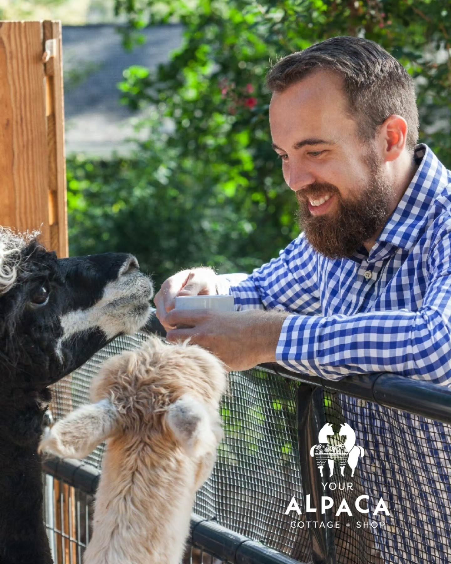 Plan ahead to make your future Monday better! Alpacas, just 20 Short Steps from your weekend getaway cottage! Even better, book a weekday getaway and SAVE because weekday rates are lower than weekends 😉

The rescue and adopted Alpacas at Your Alpaca