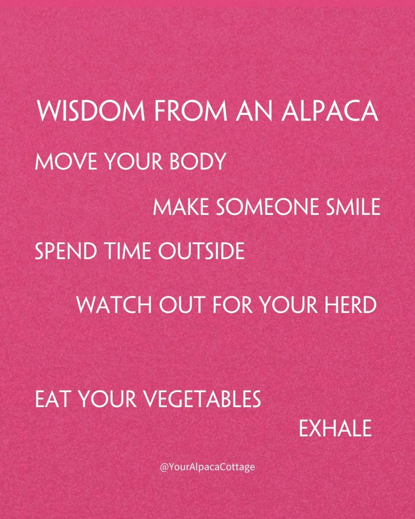 Wise words. Alpacas can teach us so much 💗🌸🩷

#YourAlpacaCottage
#AlpacaSanctuary
#Alpaca #Airbnb
#AlpacasInclusionActivism
⁣