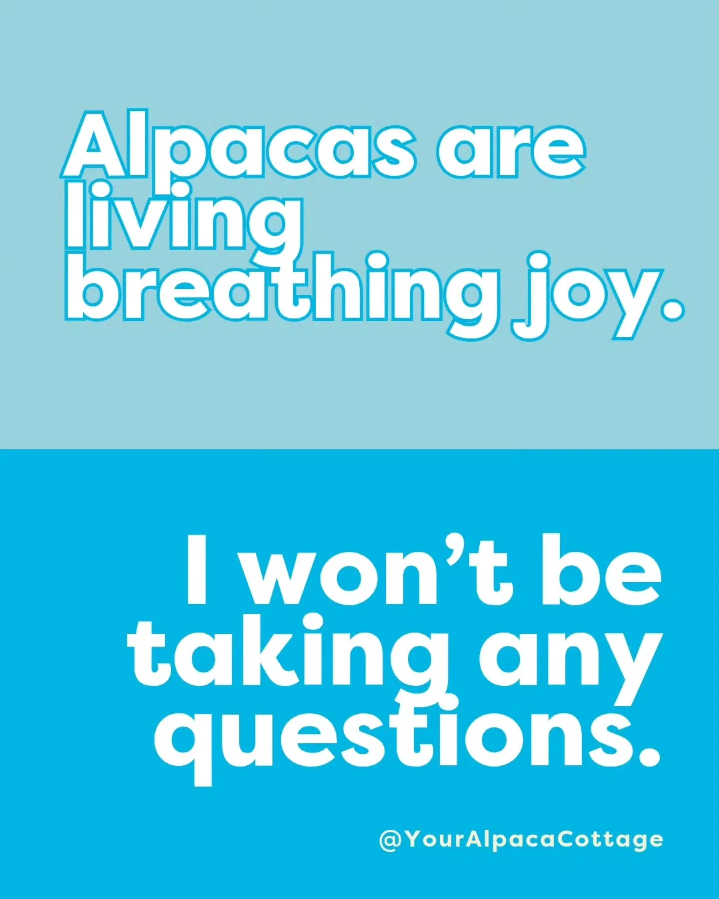 I said what I said 😎💛🦙

#YourAlpacaCottage
#AlpacaSanctuary
#Alpaca #Airbnb
#AlpacasInclusionActivism
⁣