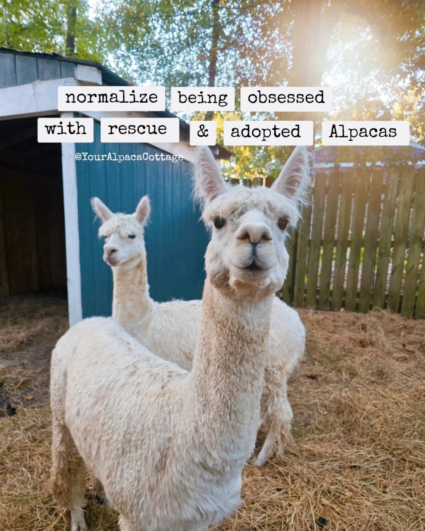 Our rescue and adopted Alpacas are such an important part of our family! Even more than that, they're a fun feature for our Airbnb guest Cottage ~ a cozy, colorful cottage in the Top 1% of Airbnbs worldwide surrounded by gardens and Alpacas just 20 S