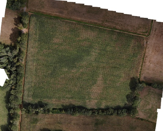 Figure (3): Maize2 sample field, drone image, 27th August 2022