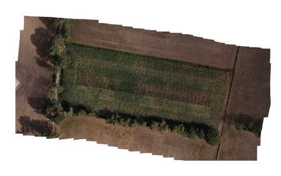 Figure (4): Maize4 sample field, drone image, 27th August 2022