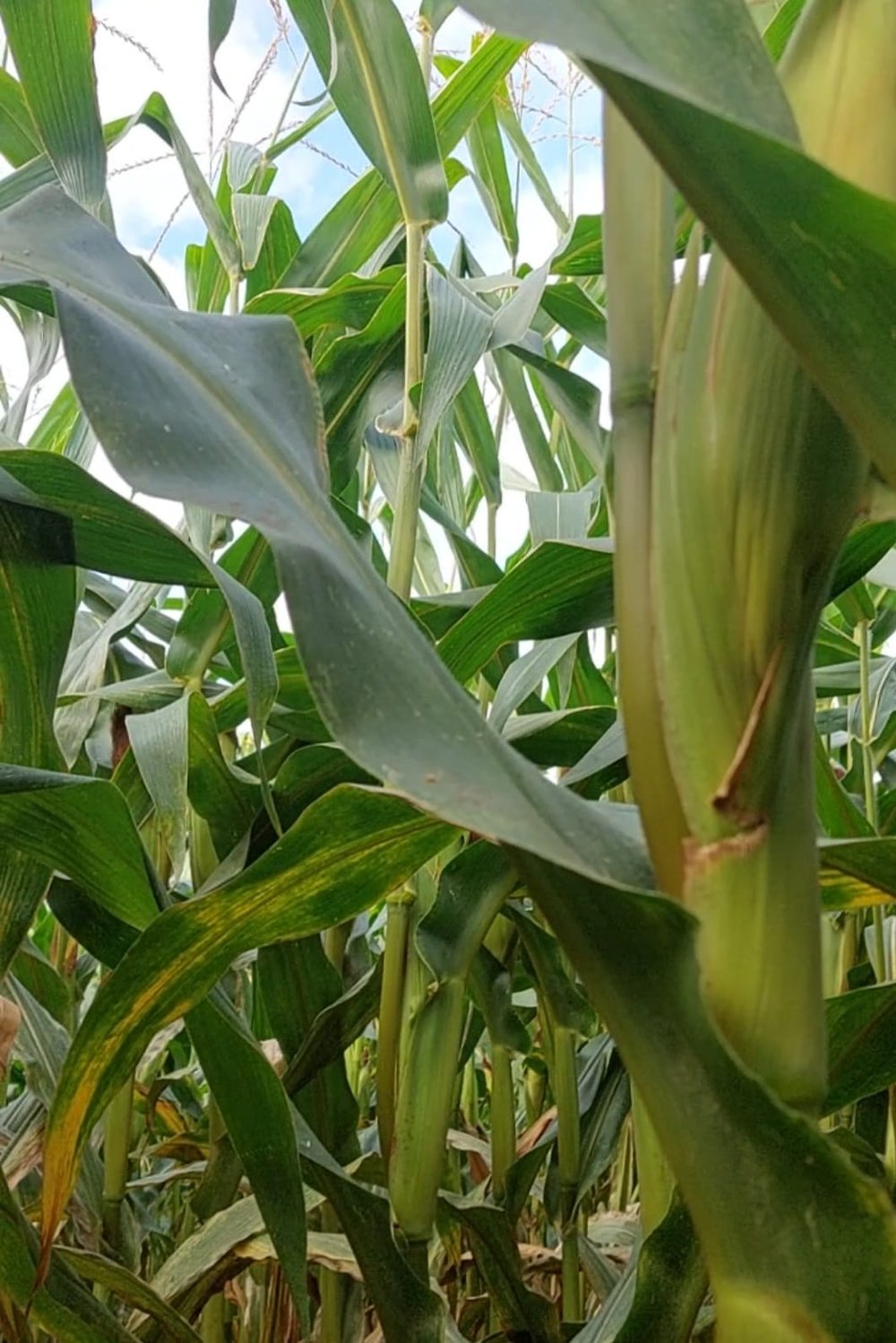 Figure (6): Maize4, good maize, ground photo, 27th August 2022