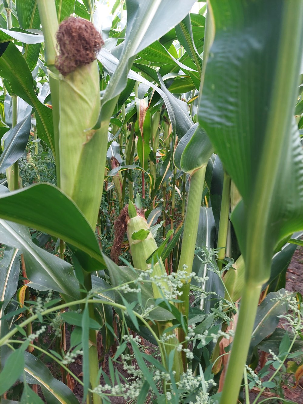 Figure (5): Maize2, good maize, ground photo, 27th August 2022