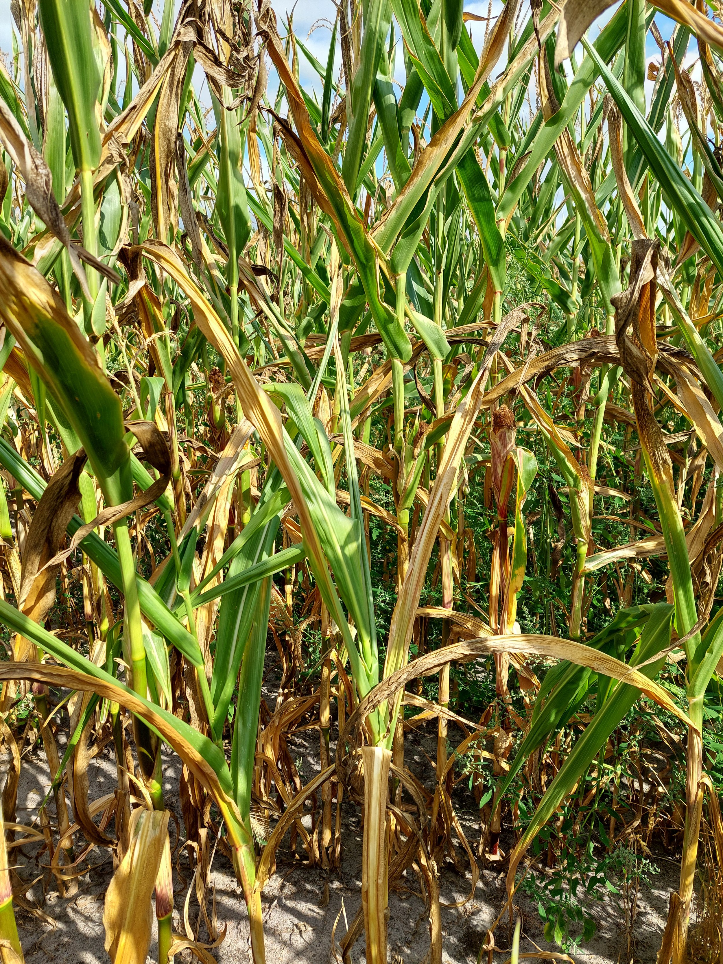 Figure (7): Maize2, dry maize, ground photo, 27th August 2022