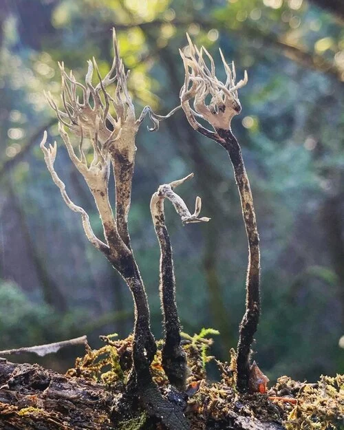 Words for Xylaria hypoxylon