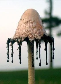 Getting inky with Coprinus comatus