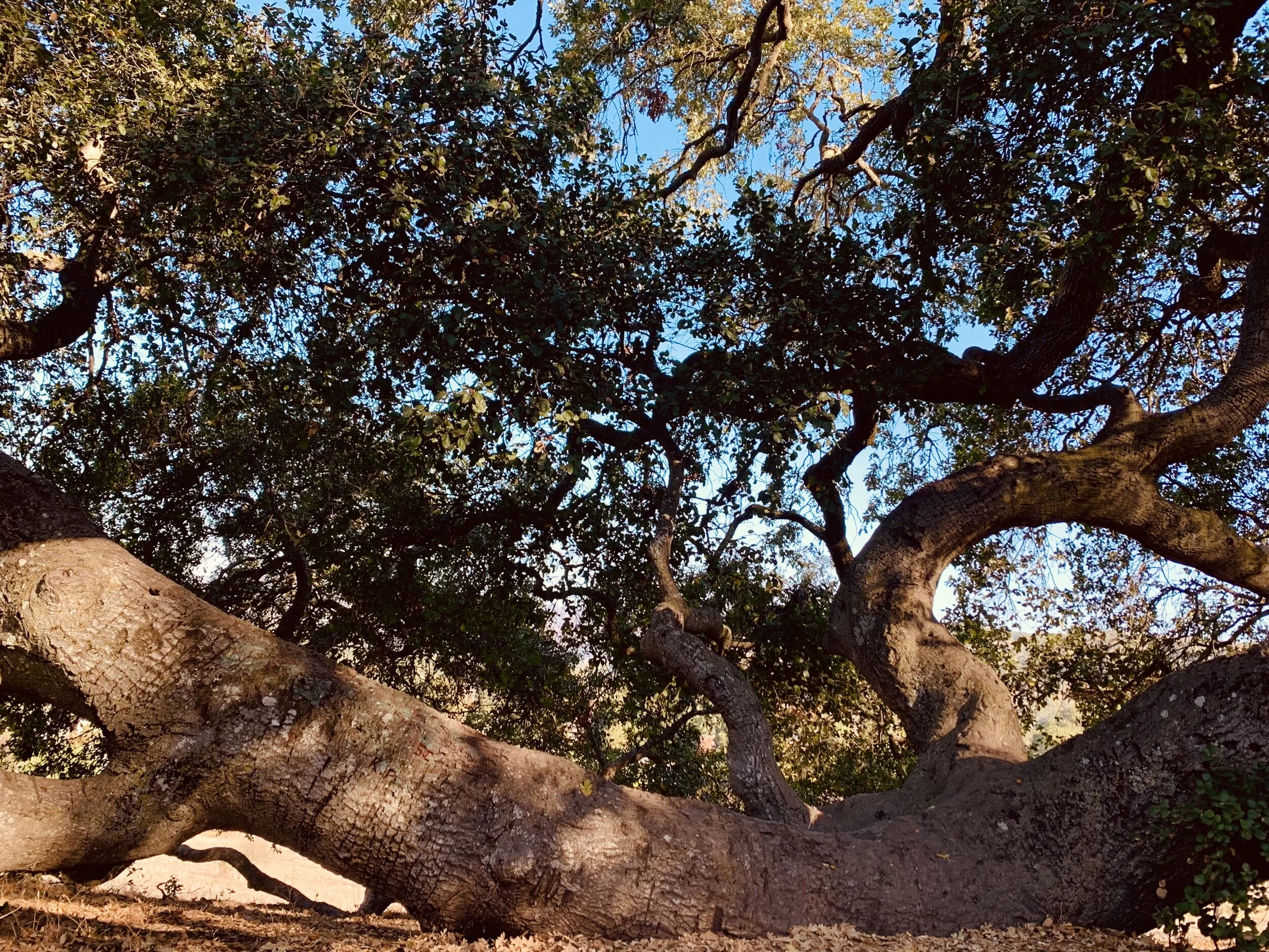 Teachers of a land named Annadel