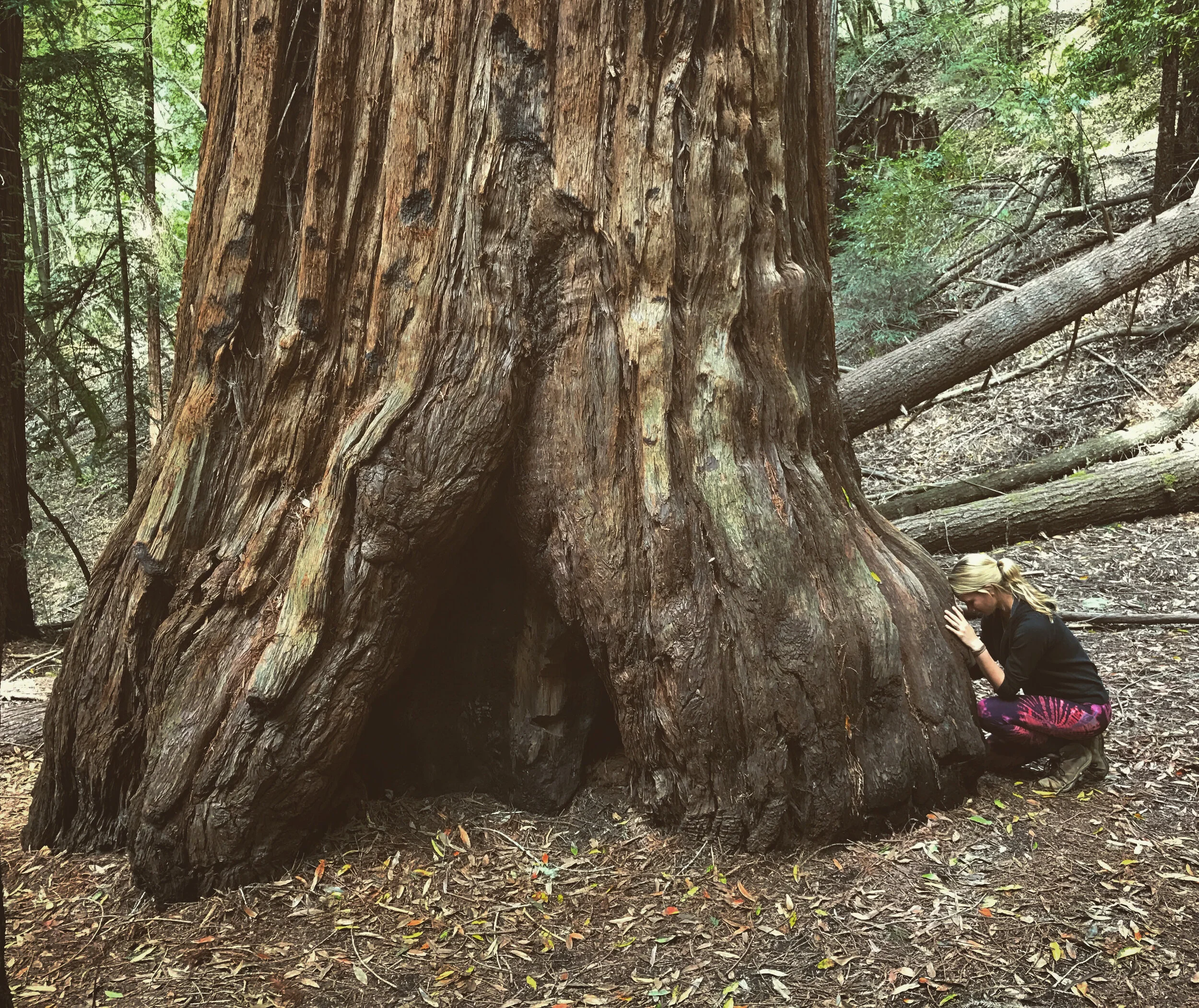 Milkyoat and Redwood