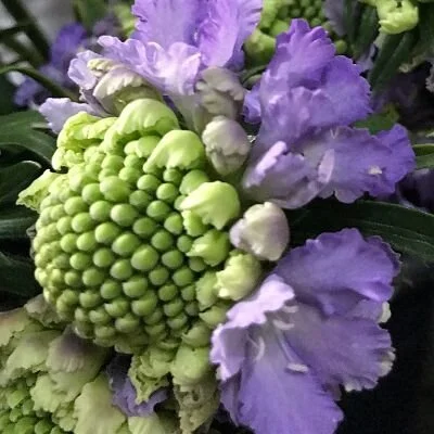 Oh, Scabiosa