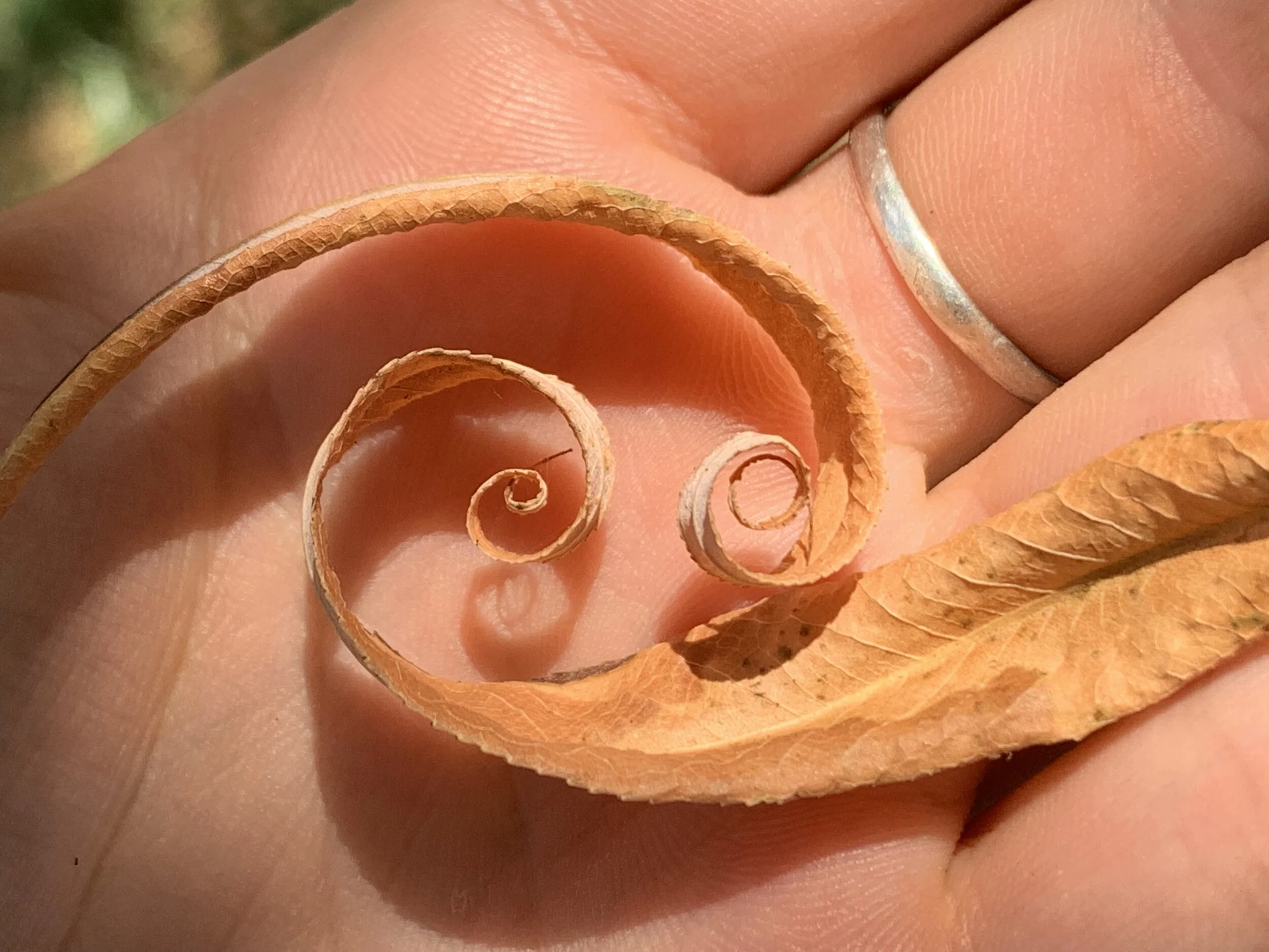 Following the scent of impermanence 