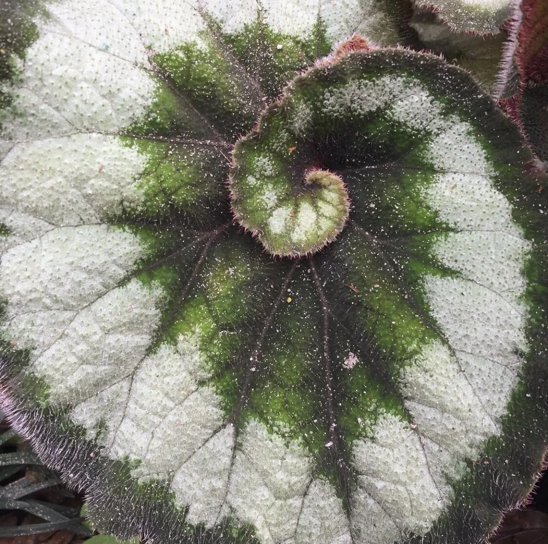 In nature, there are no straight lines