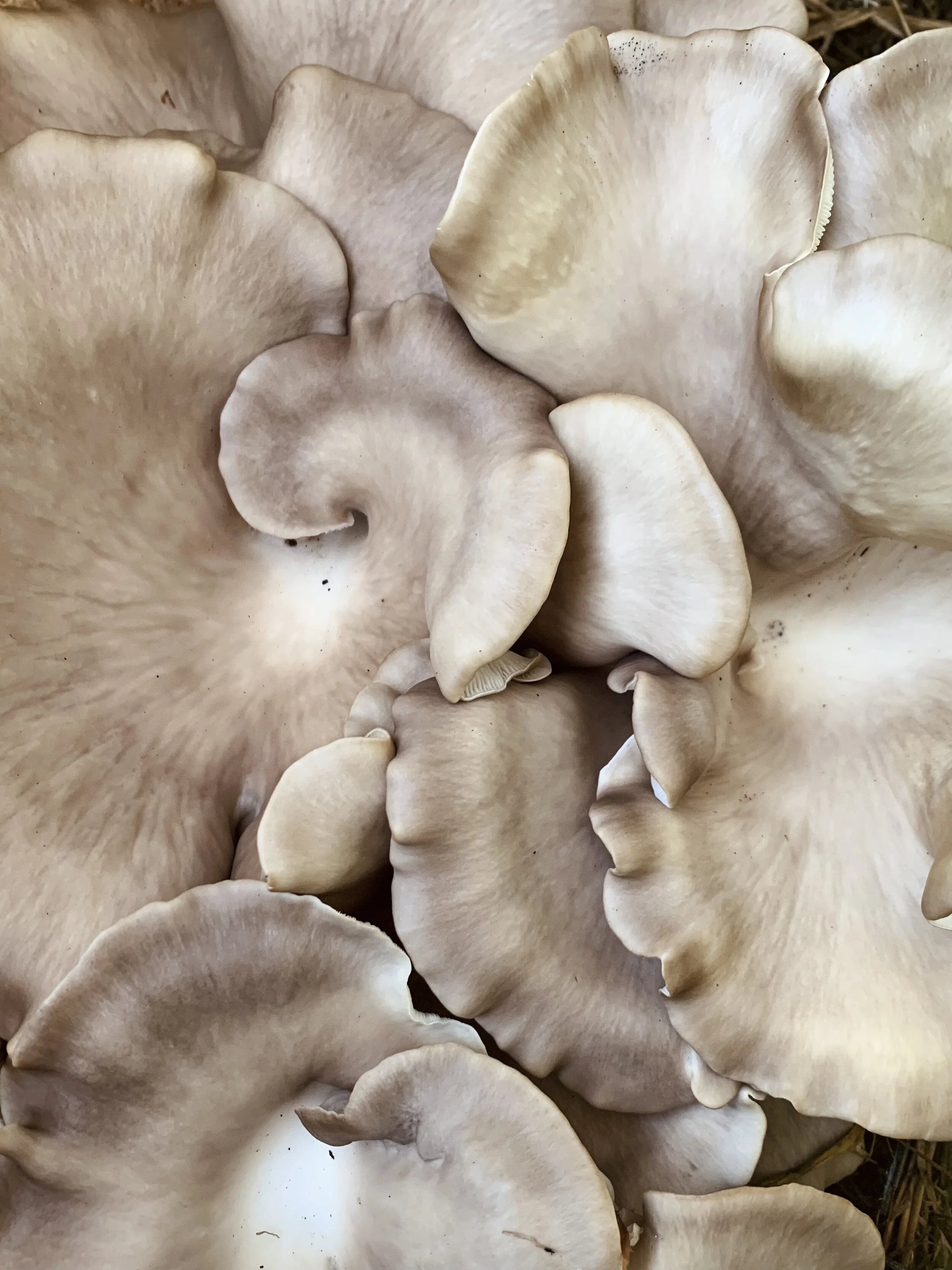Pondering Pleurotus 