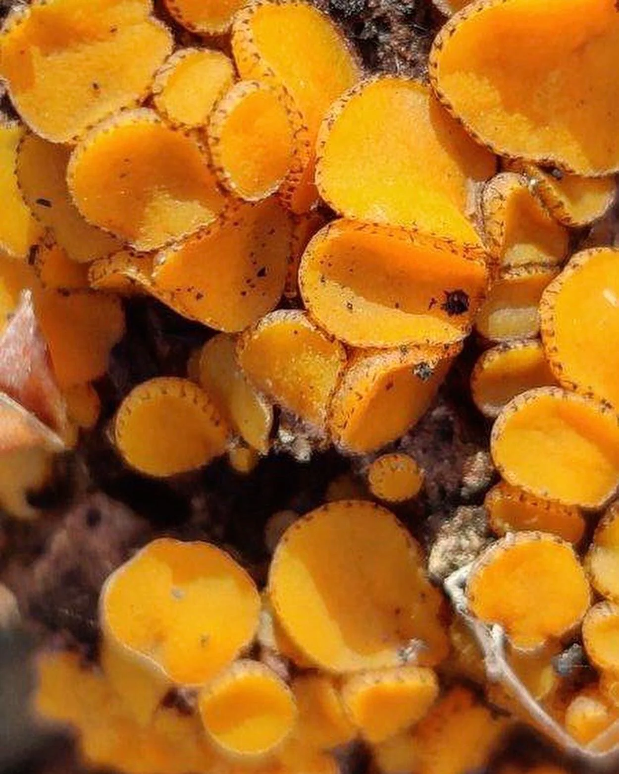 Pondering Pyrophilousness