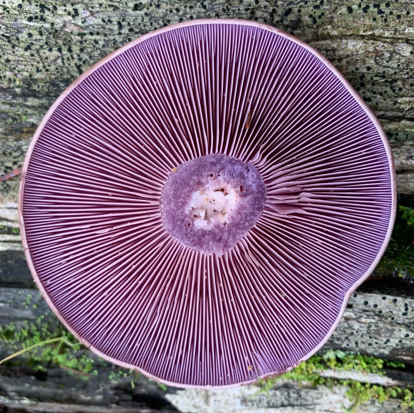 Dont blow it... Blewit