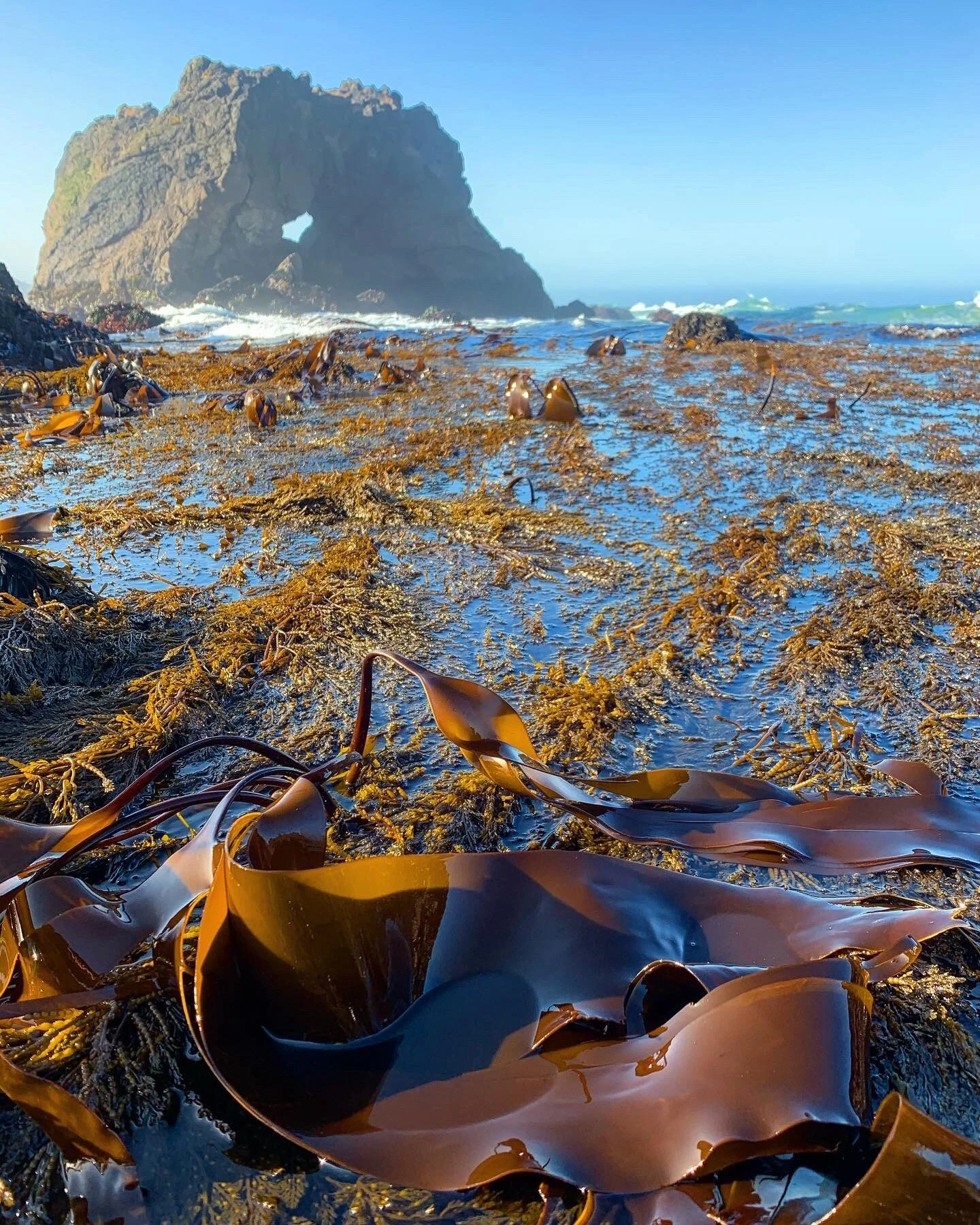 The relationship between seaweed and the reduction of Methane emissions