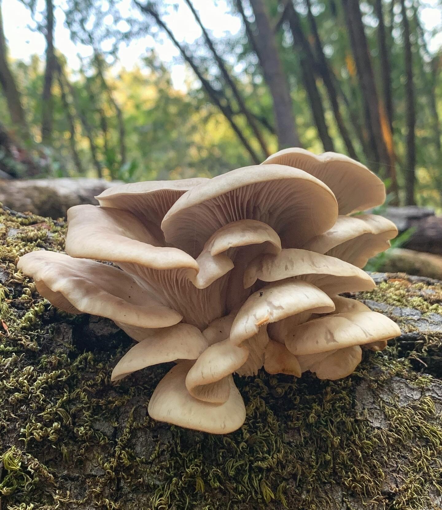 Mycelial Re-membering 