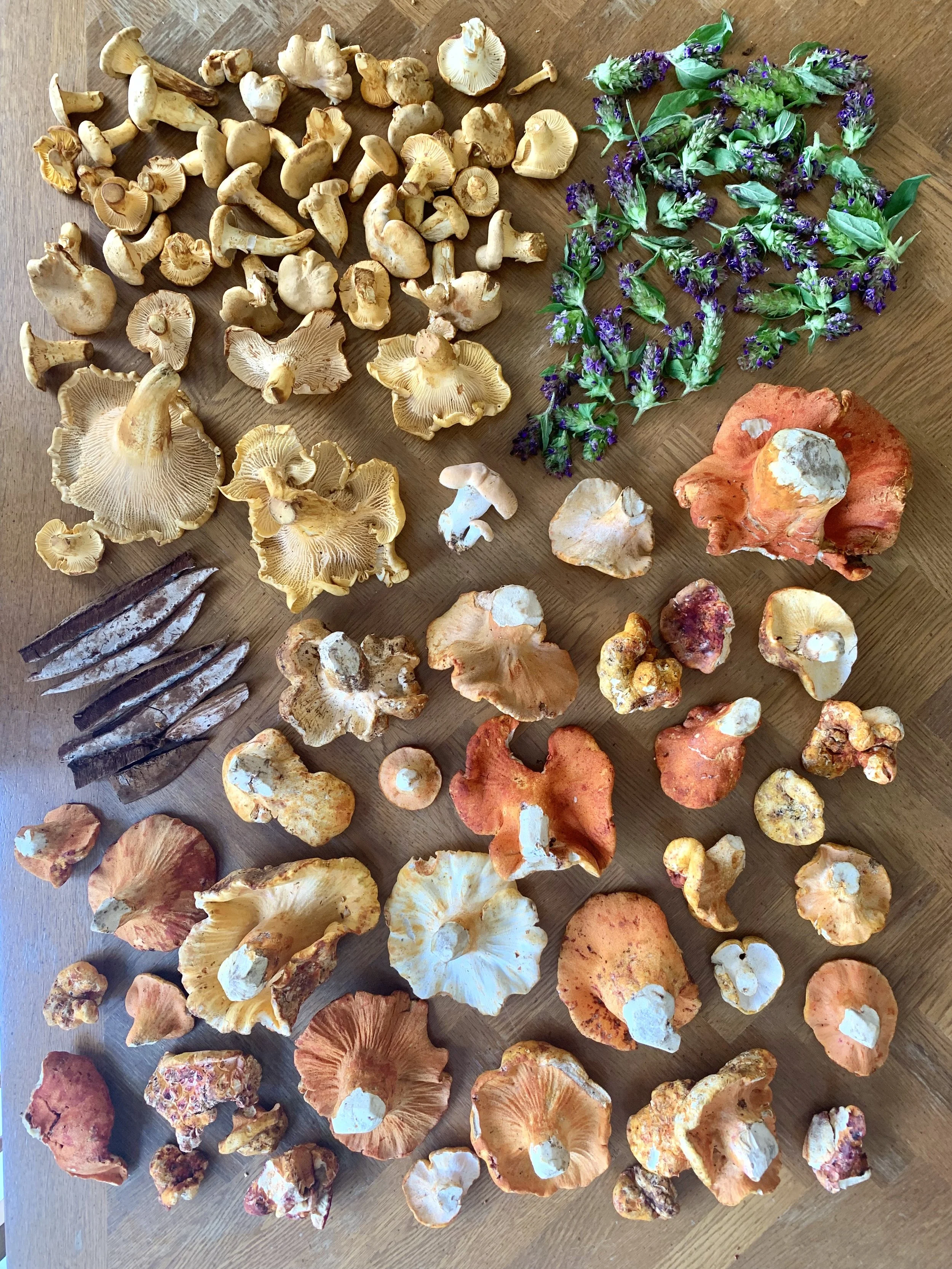 MycoCreation Course: Fungi in the Kitchen and Beyond