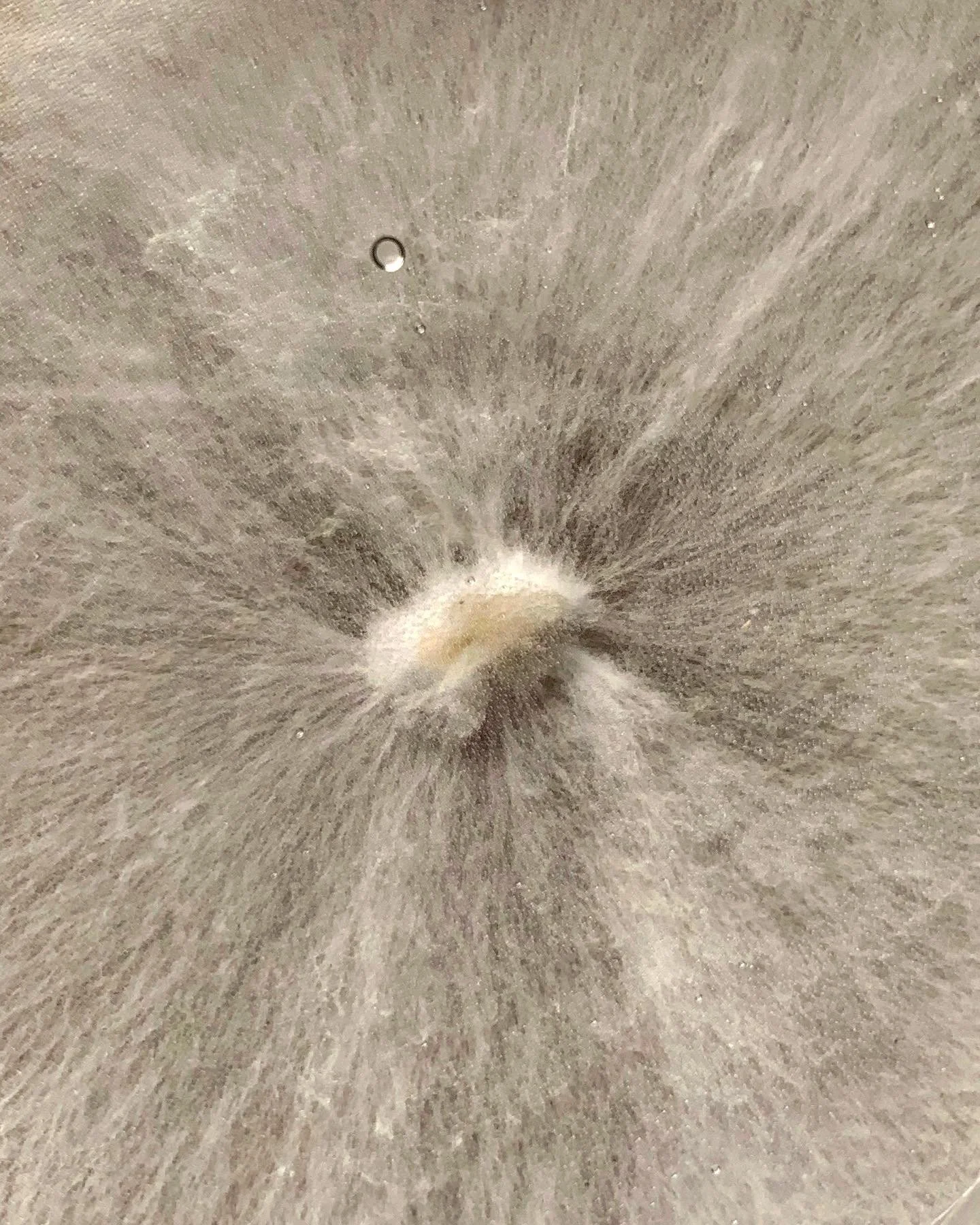 MycoCreation Course: Mycoregneration: Healing for the Inner and Outer Landscapes