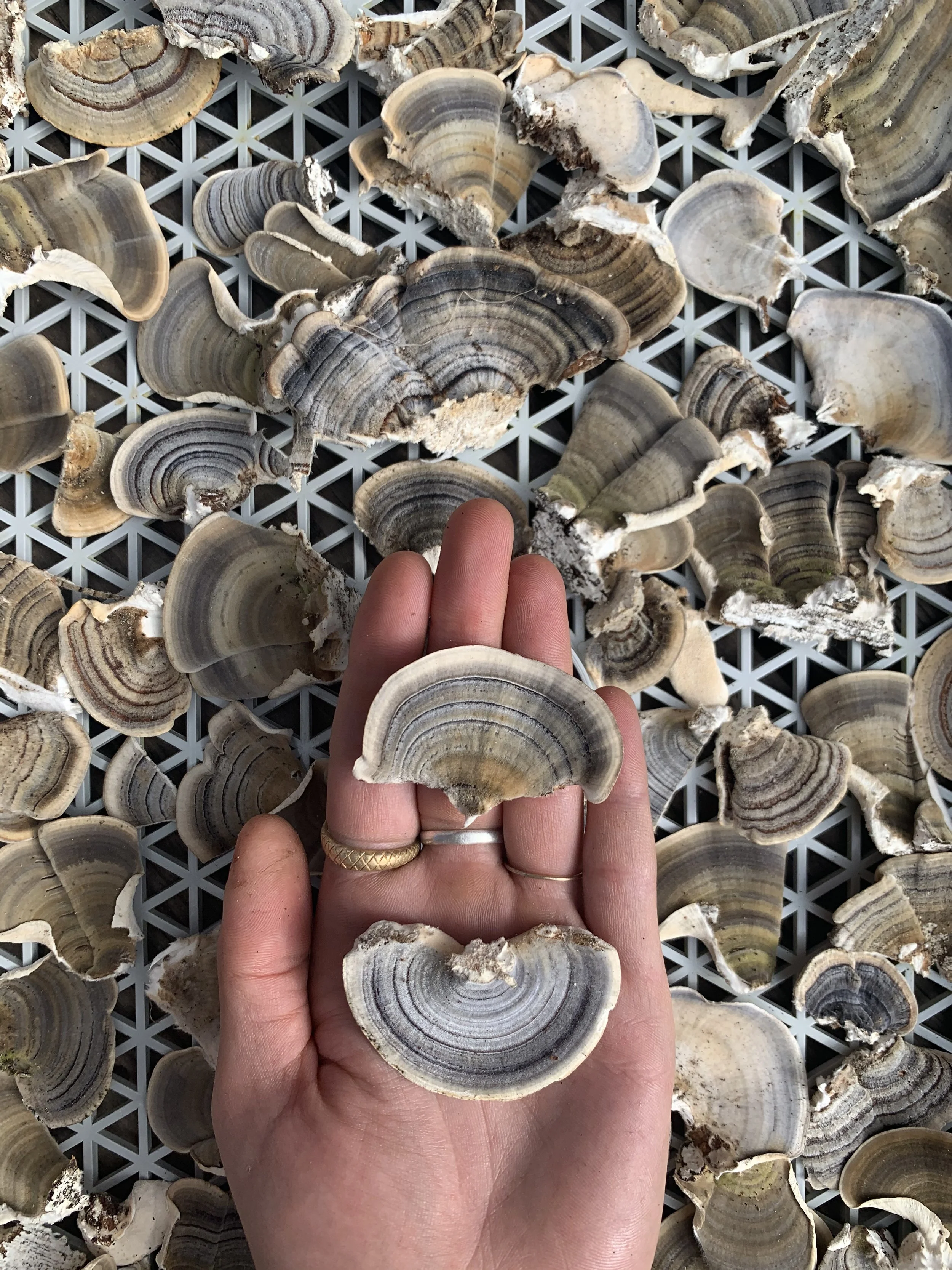 MycoCreation Course: Medicinal Mushrooms and Medicine Making (2 part class)