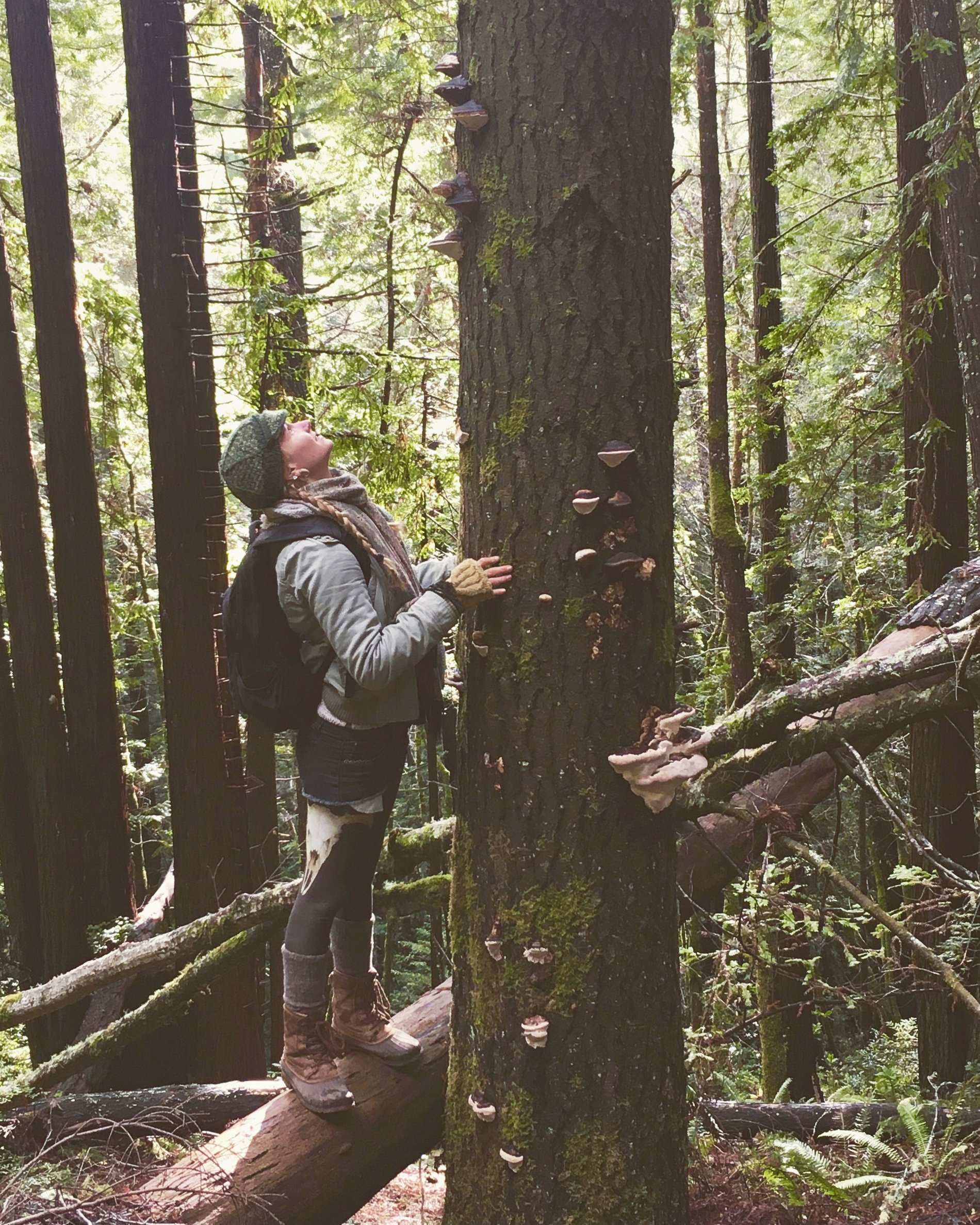 Old tree medicine 