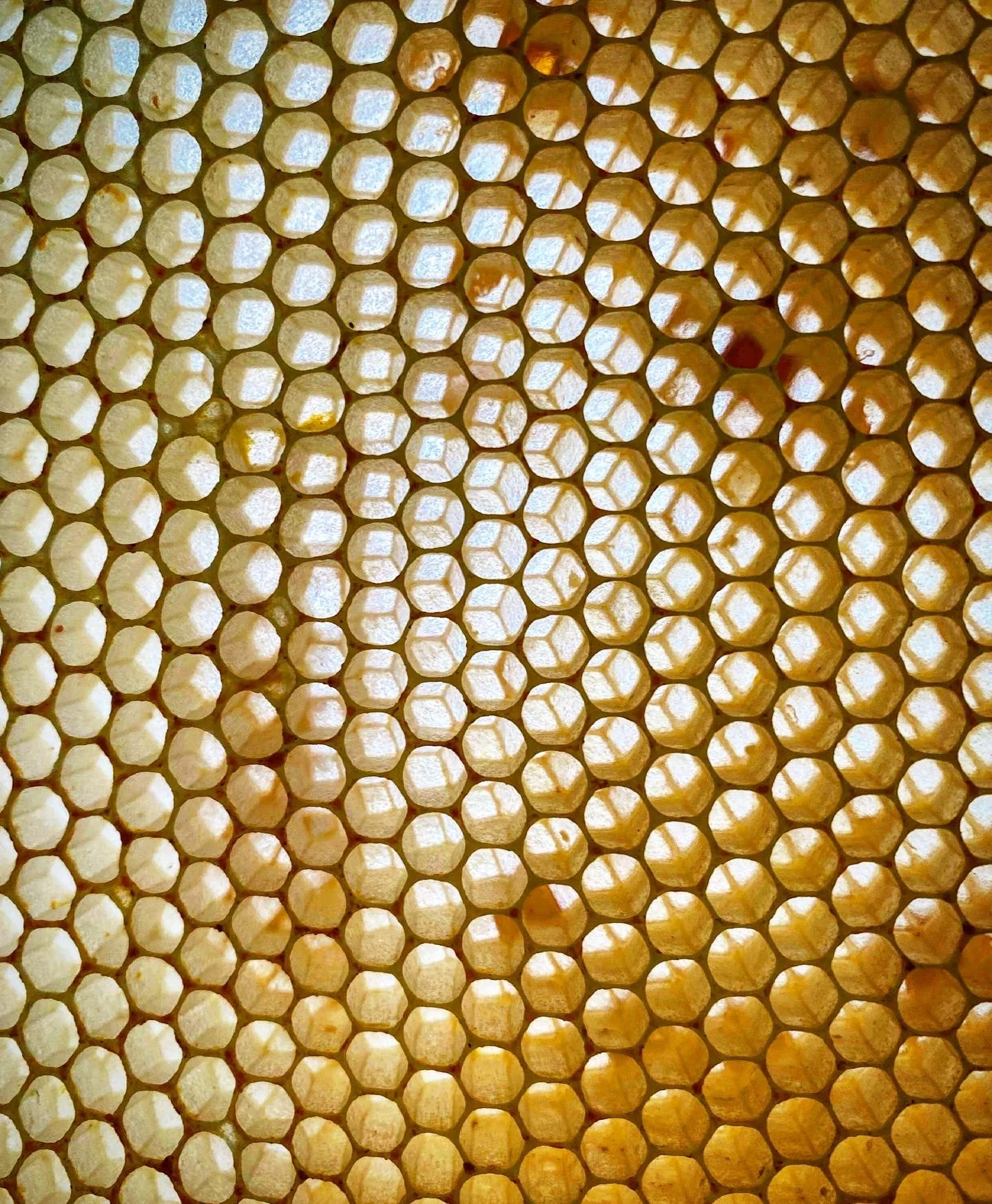 Making magic in the dark- reflections on the loss of our bees