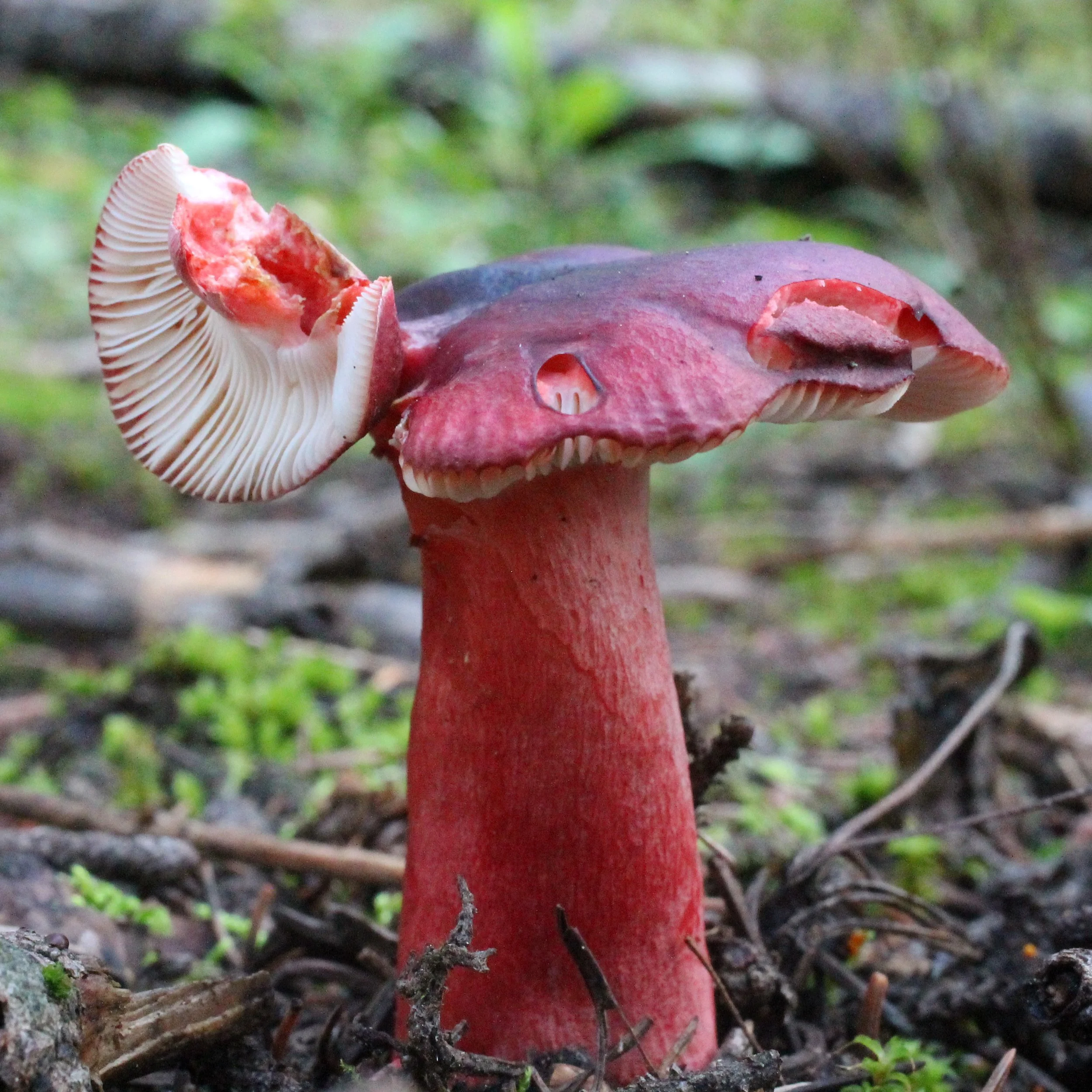 Fungi as queer teachers 