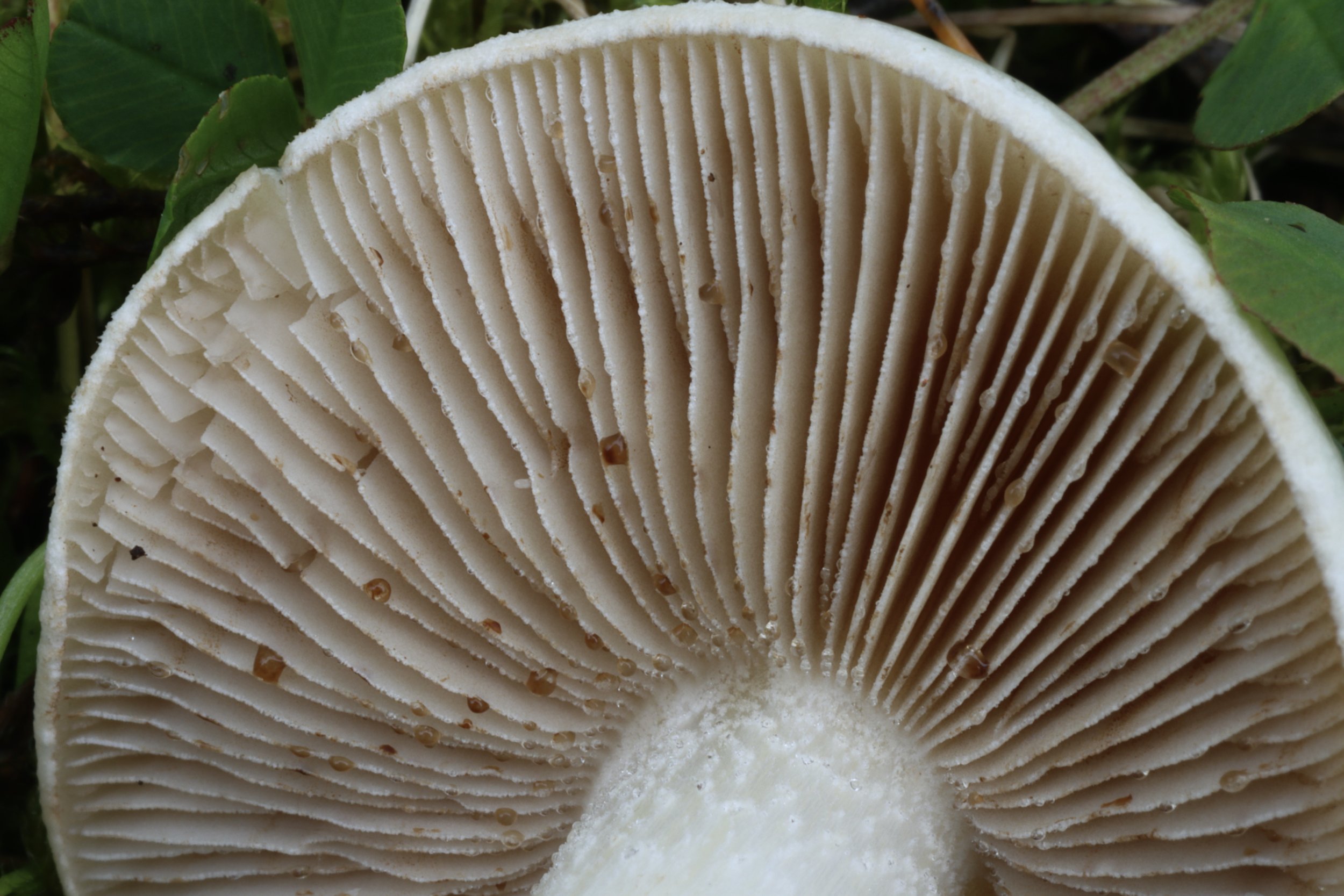Hebeloma crustuliniforme