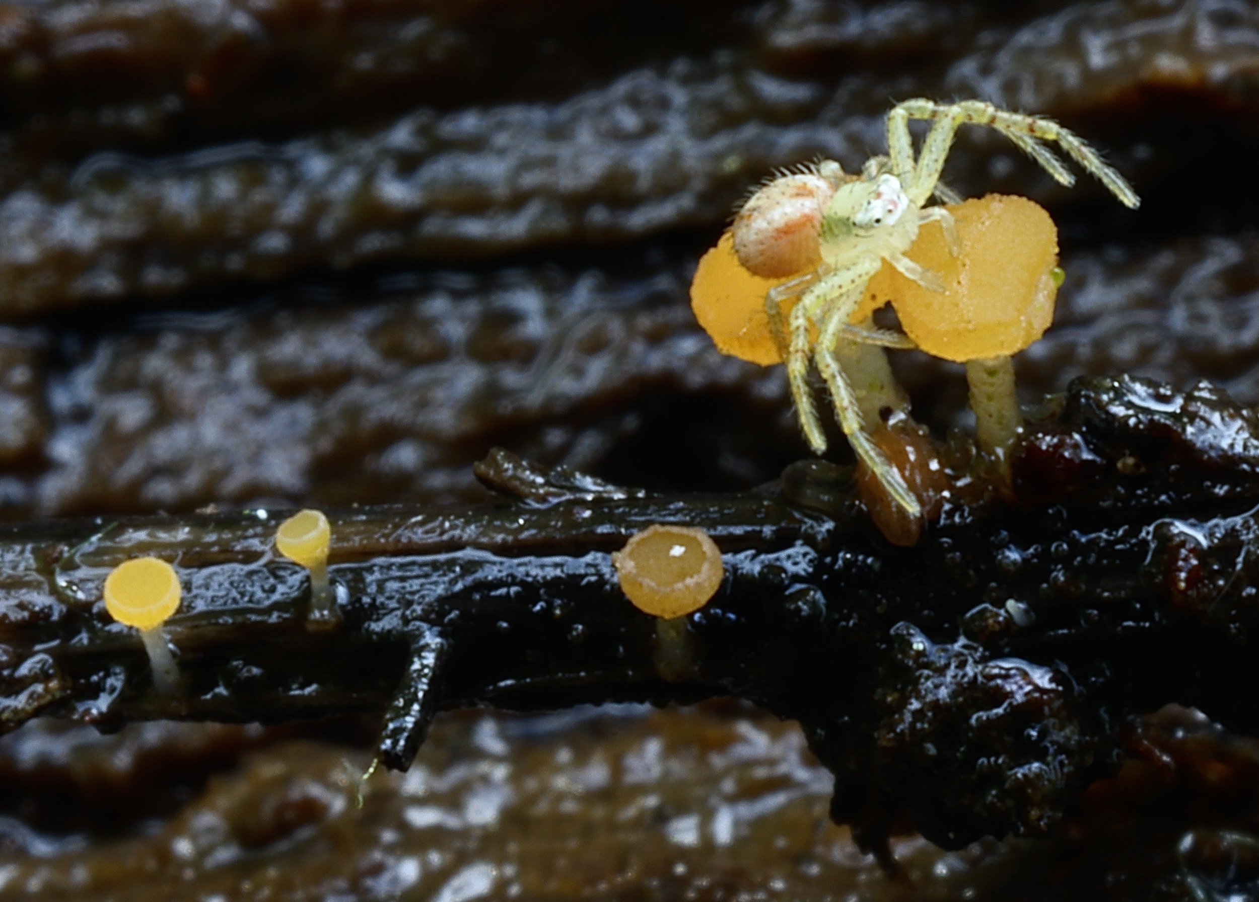 Chloroscypha sp. with Mecaphesa spider