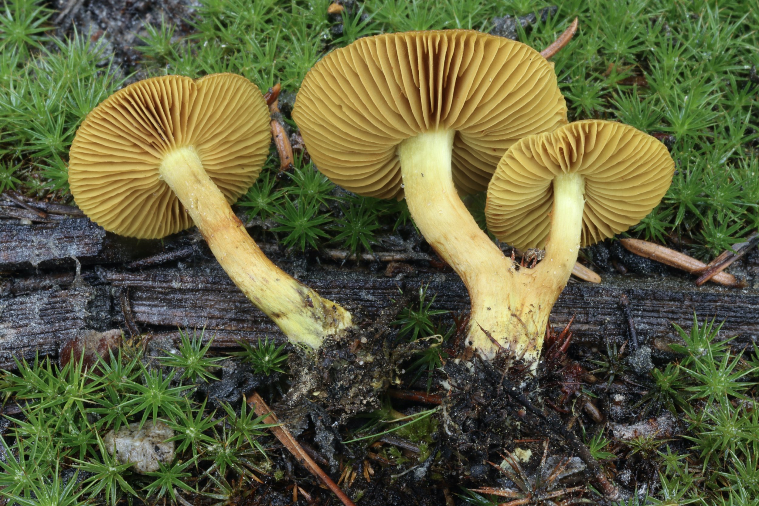 Cortinarius sp. 