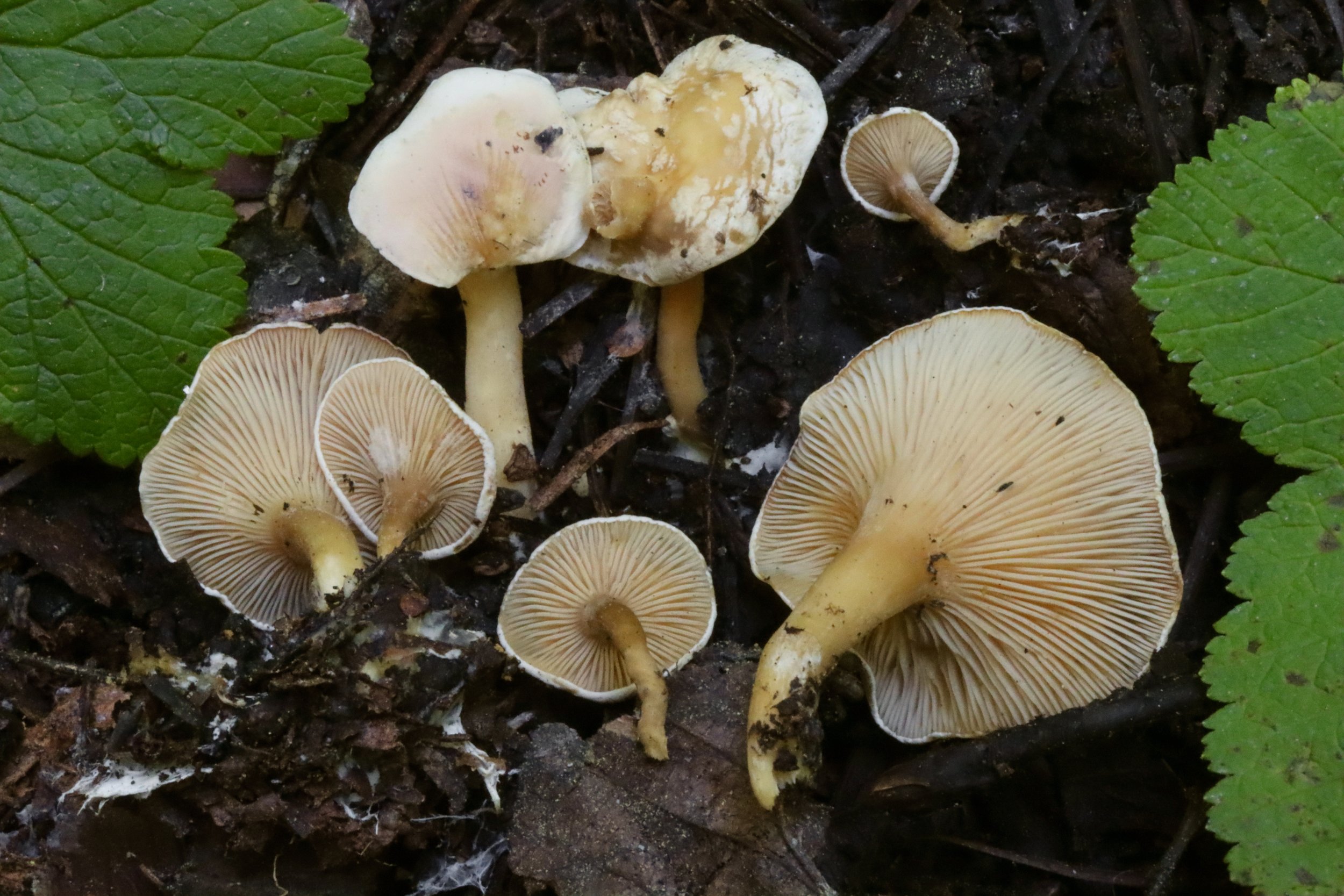 Hygrophoropsis sp.