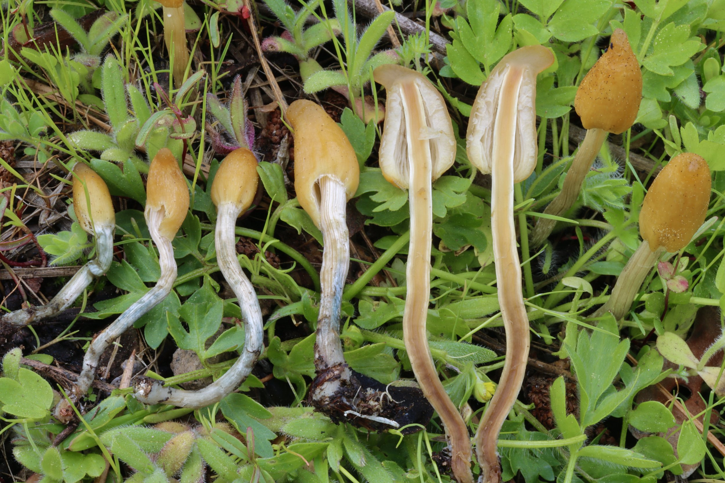 Undescribed secotioid Psilocybe sp. 