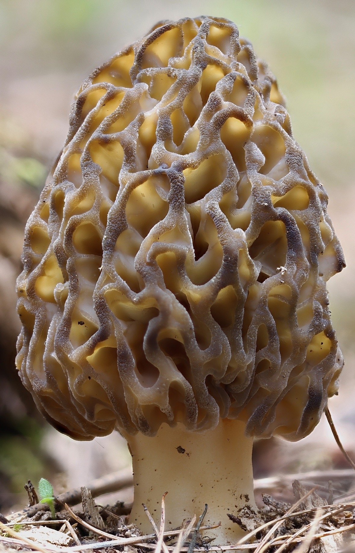 Morchella snyderi