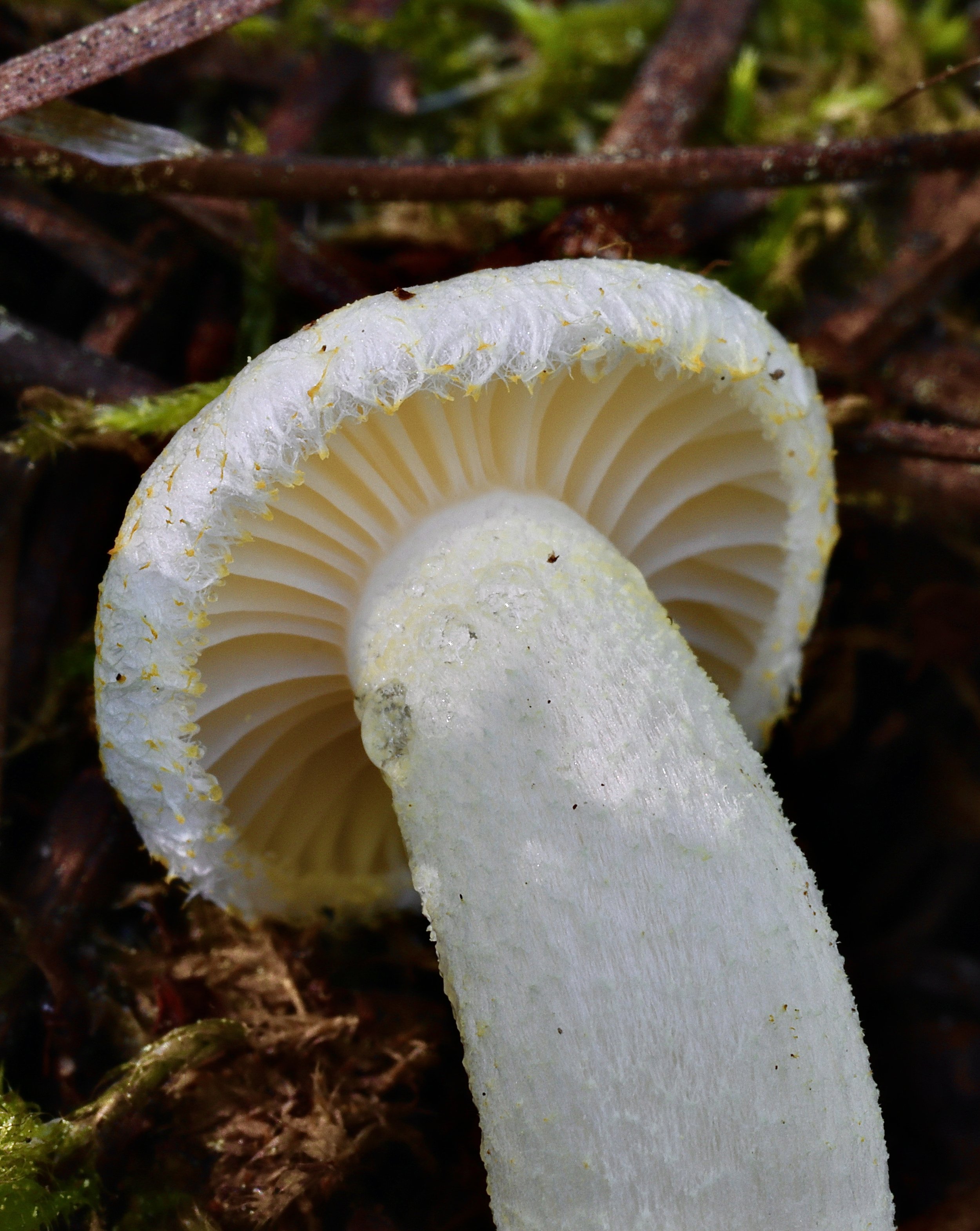 Hygrophorus chrysodon